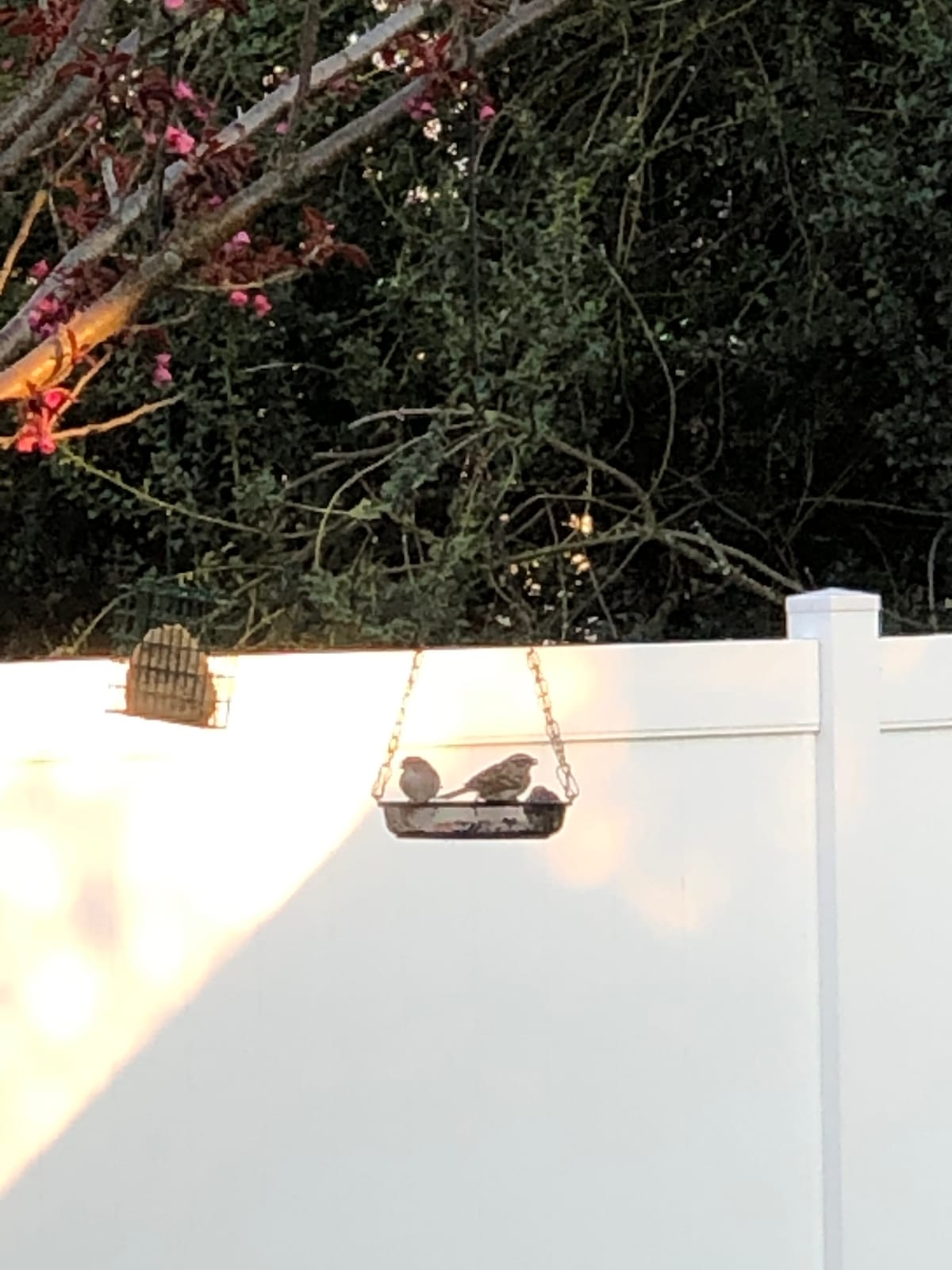 WOSIBO 2 Pack Hanging Bird Feeder Tray, Platform Metal Mesh Seed Tray for Bird Feeders, Outdoor Garden Decoration for Wild Backyard Attracting Birds customer photo 2