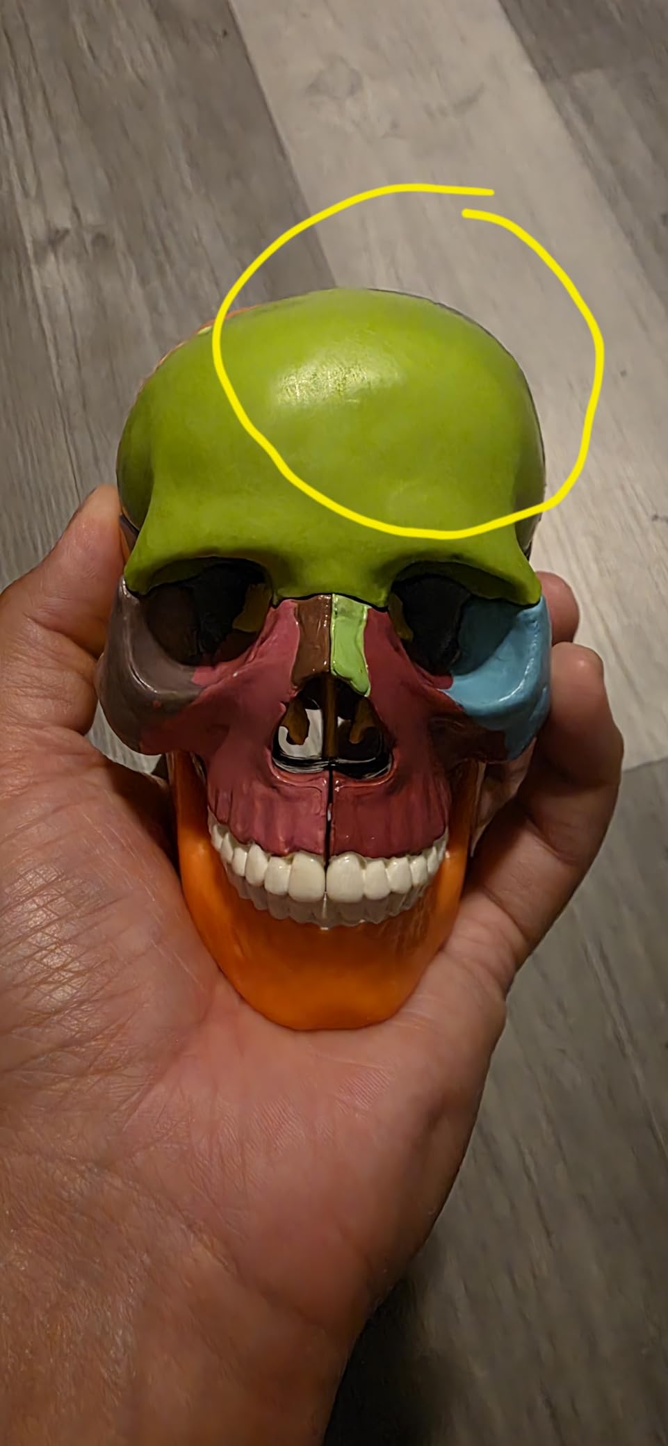 New Anatomy Skull Model 15 Parts Human Color Exploded Skull Detachable customer photo 2