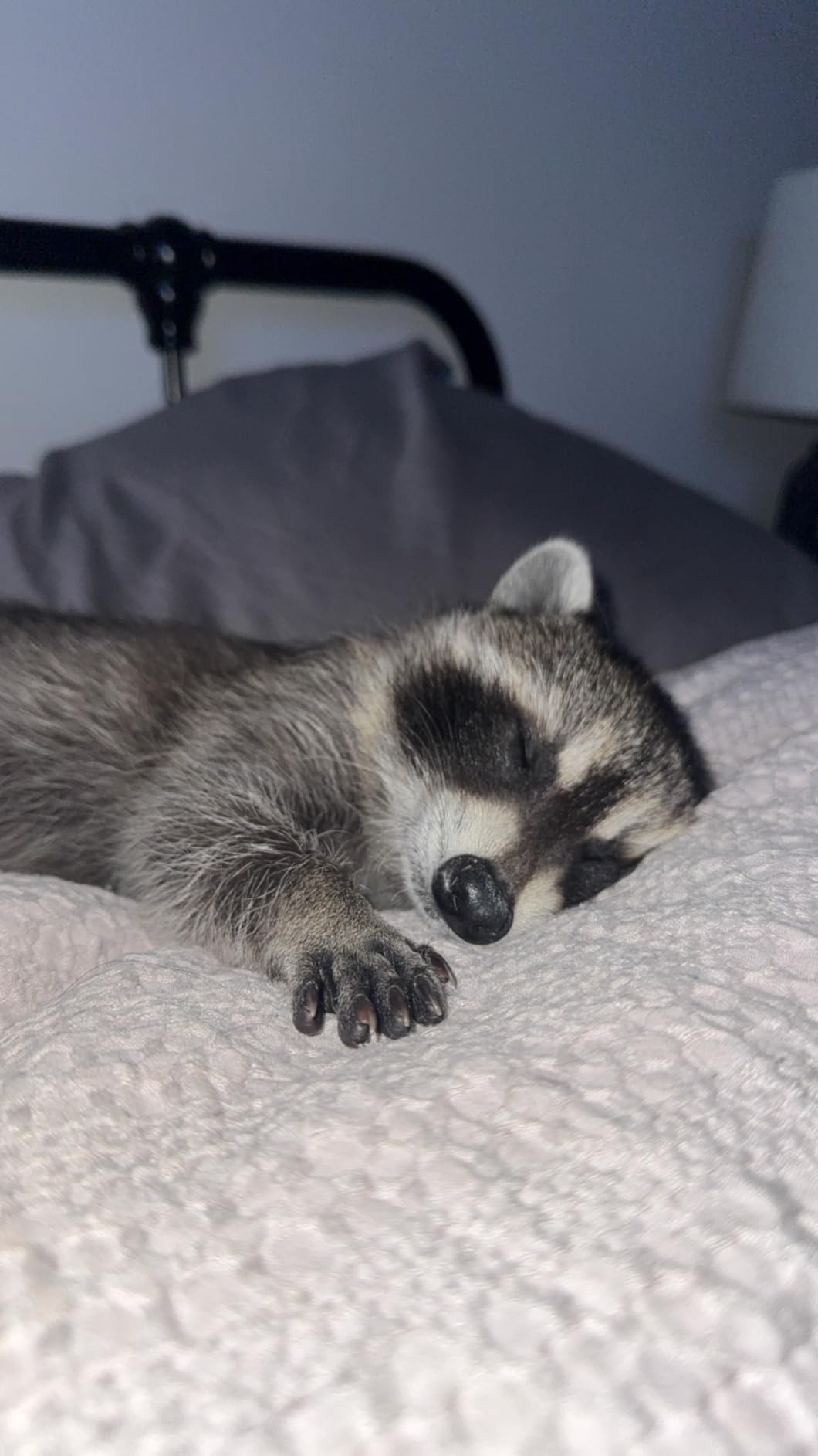 Fox Valley Day-One Formula 40/25 for Raccoons, 1lb customer photo 1