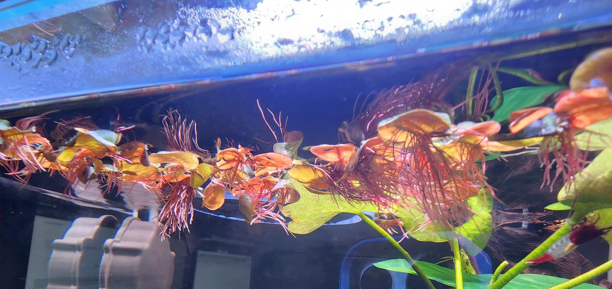 Aquarigram 60+ Leaves Red Root Floaters Live Floating Plants for Aquarium (Phyllanthus Fluitans)… customer photo 1