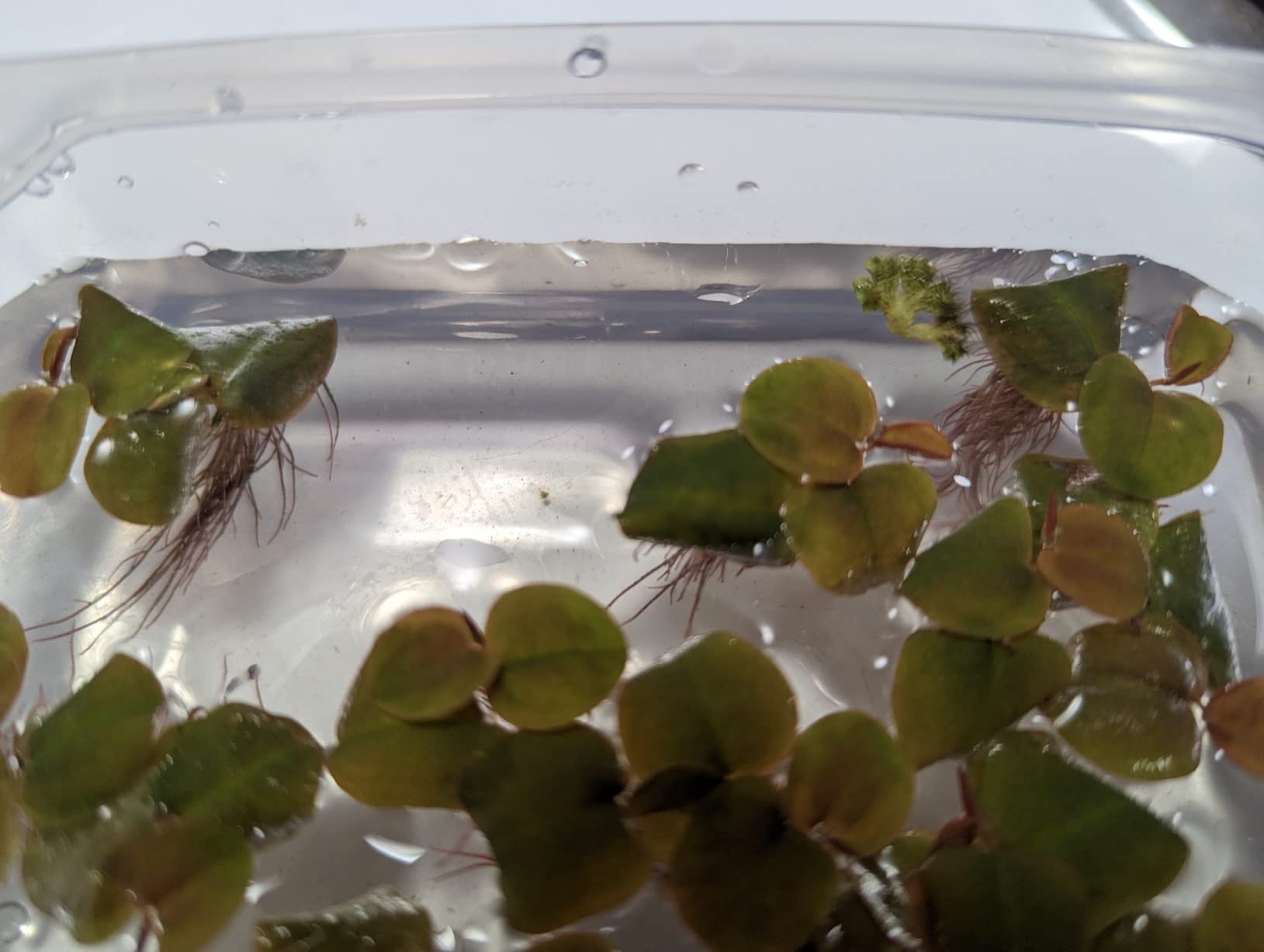 Aquarigram 60+ Leaves Red Root Floaters Live Floating Plants for Aquarium (Phyllanthus Fluitans)… customer photo 2