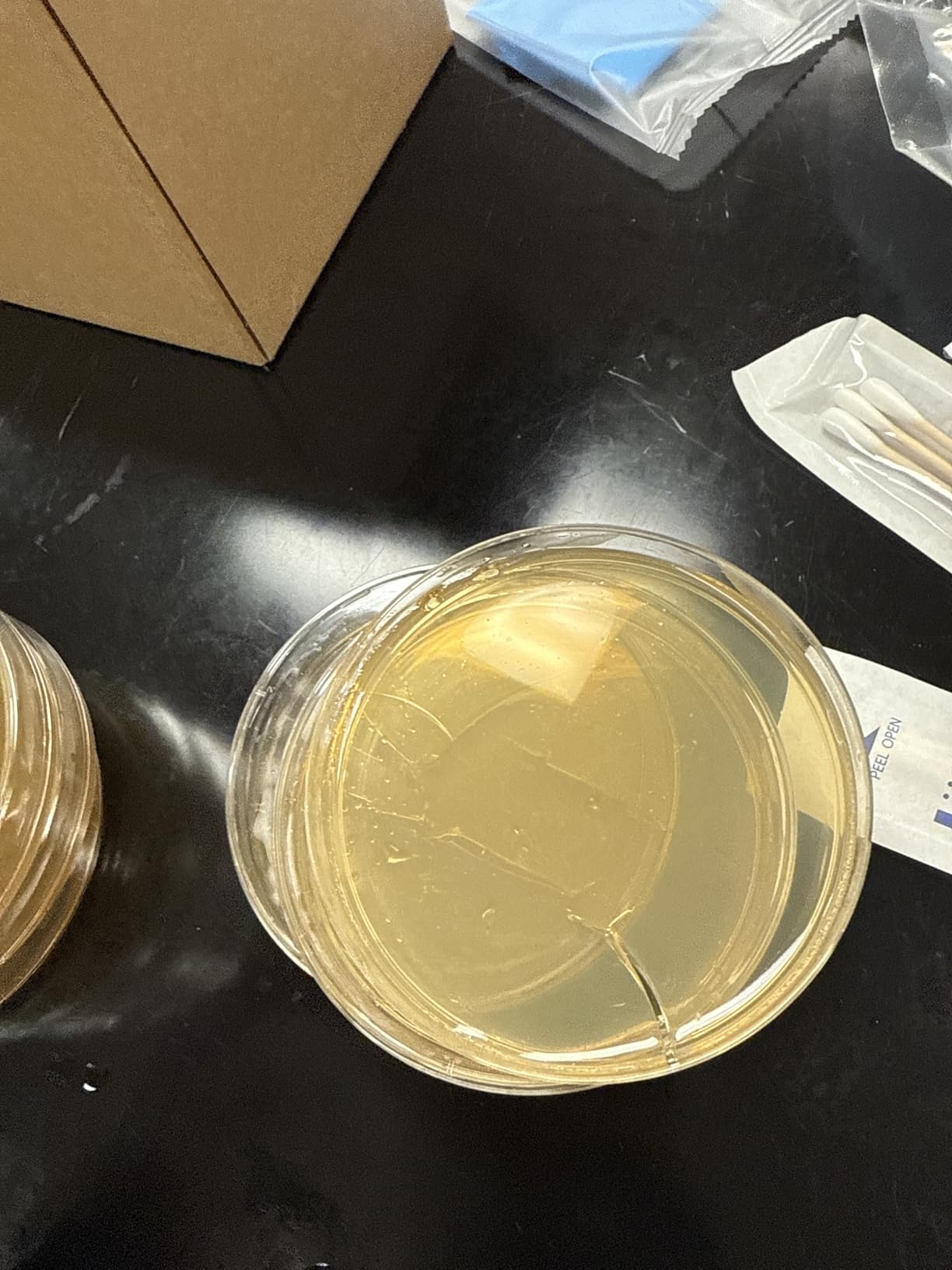 Bacteria Science Kit Petri Dishes with Agar and Swabs | Top Science Fair Project Bacteria Growing Kit | Prepoured LB-Agar Plates and Cotton Swabs | STEM for Kids Aged 6 7 8 9 10 Girls Boys Gifts customer photo 2