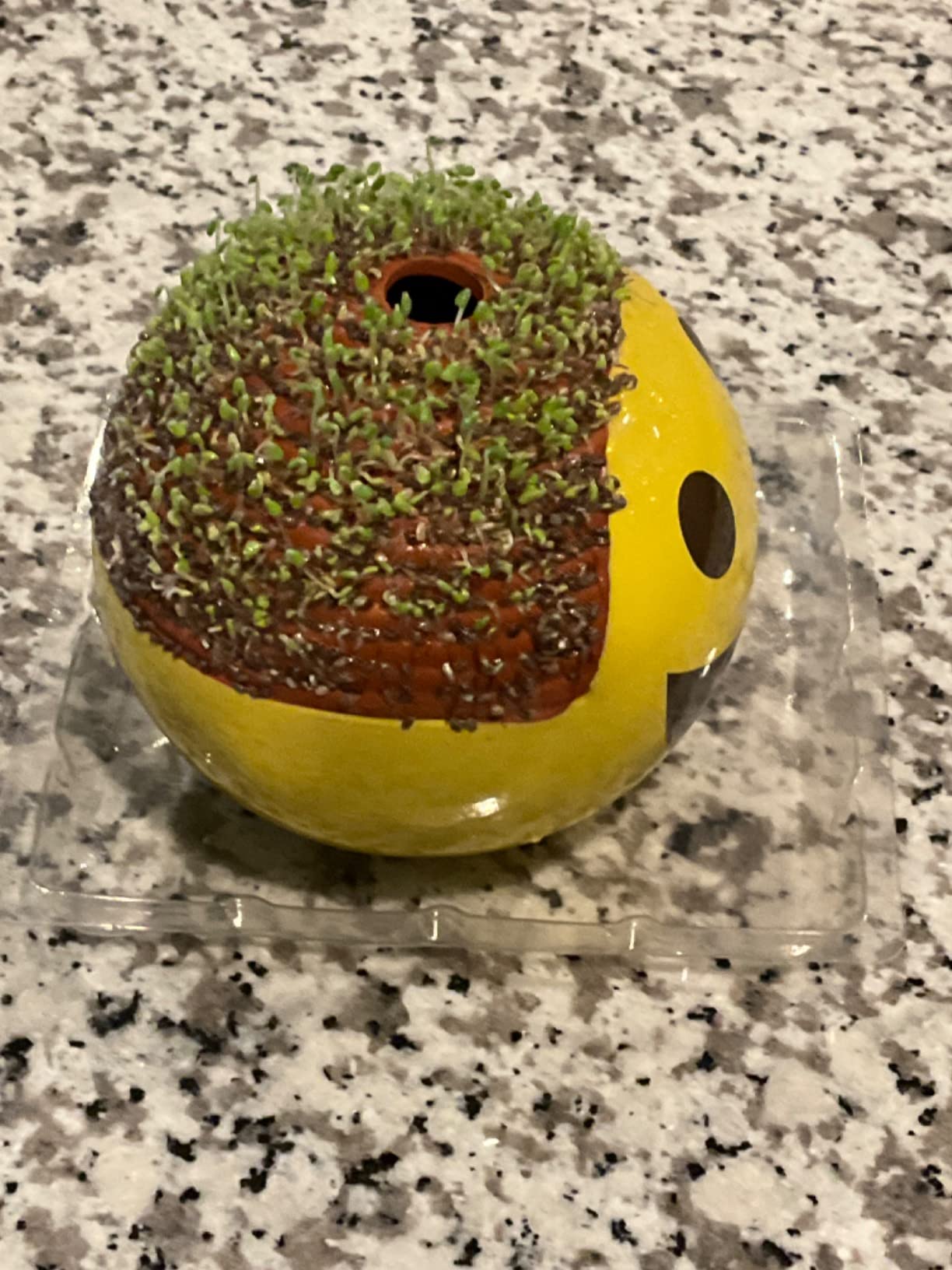 Chia Pet Poppy Terracotta Planter with Seed Pack customer photo 1