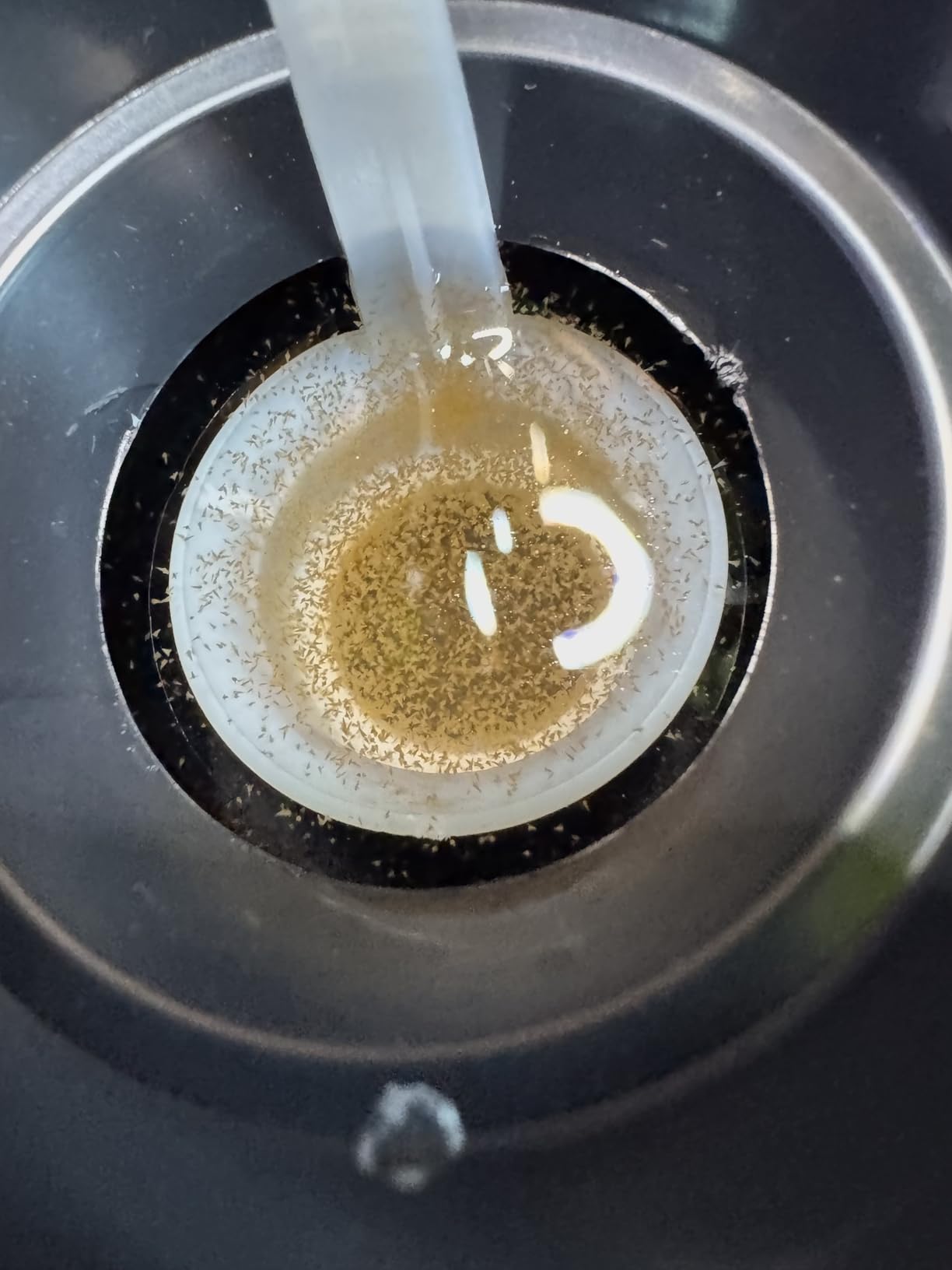 Brine Shrimp Hatchery Dish (Eggs sold separately.) customer photo 1