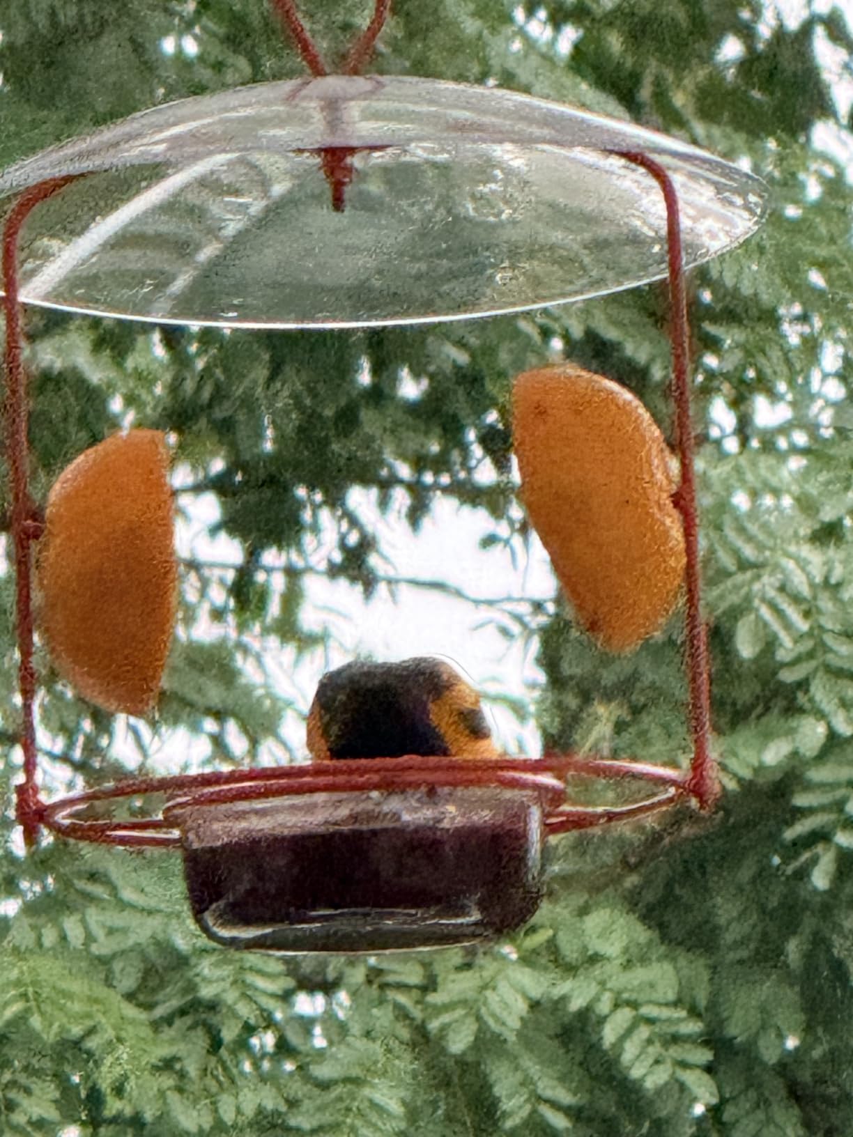 Nature's Way OFM1 Wire Oriole Feeder customer photo 1