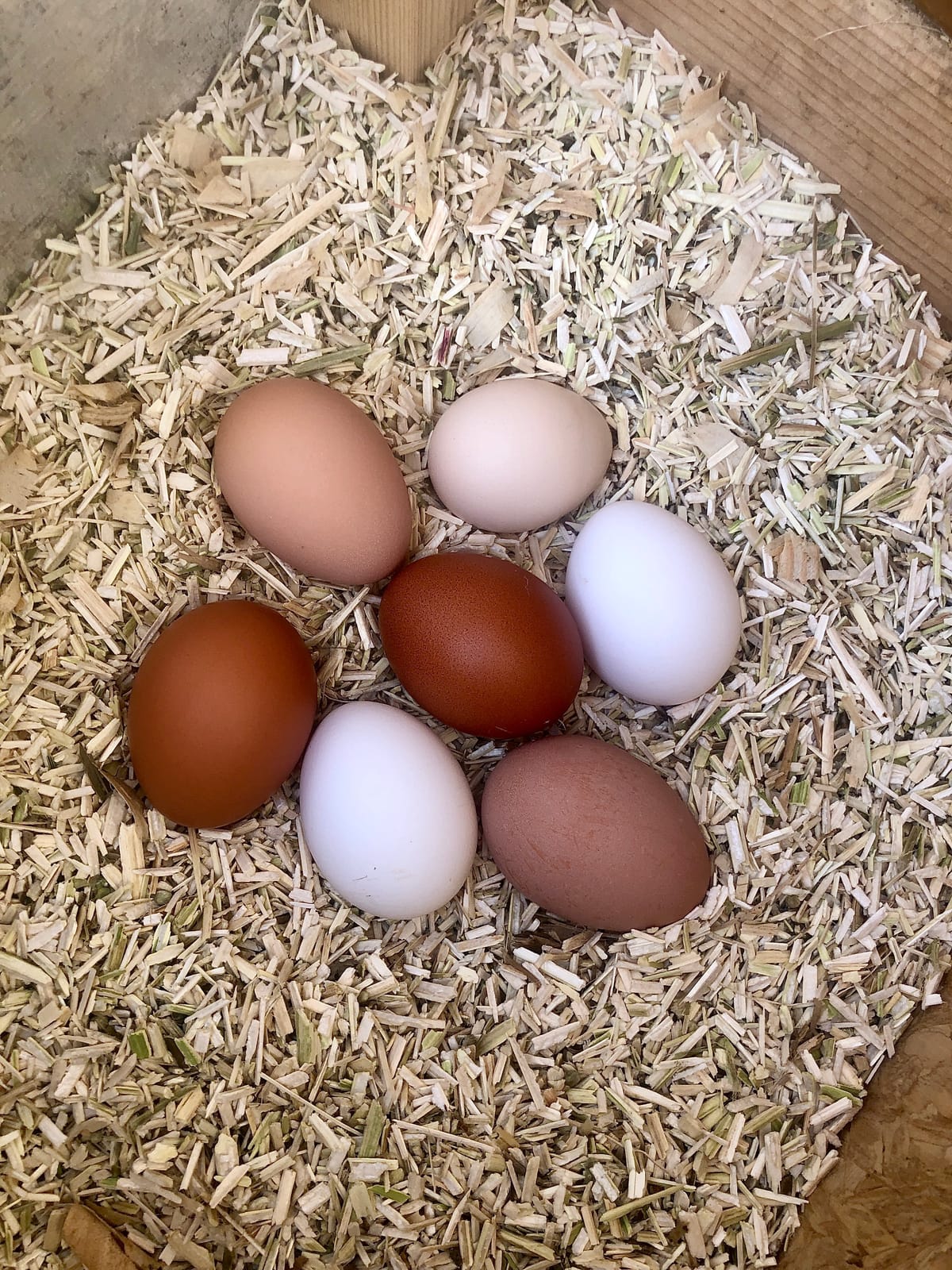 Eaton Pet and Pasture Hemp Bedding for Chickens, Rabbits, Small Pets, 8 Lb customer photo 1