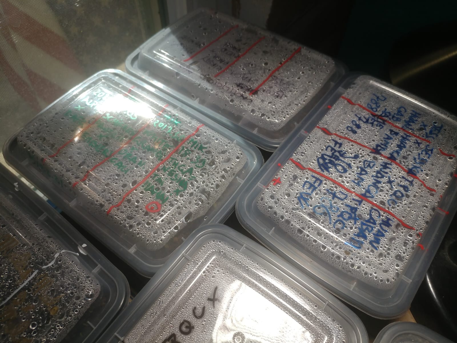 Meal Prep Containers, 50 Pack Extra-thick Food Storage Containers with Lids, Disposable & Reusable Plastic Bento Lunch Box, BPA Free, Stackable, Microwave/Dishwasher/Freezer Safe (24 oz) customer photo 1