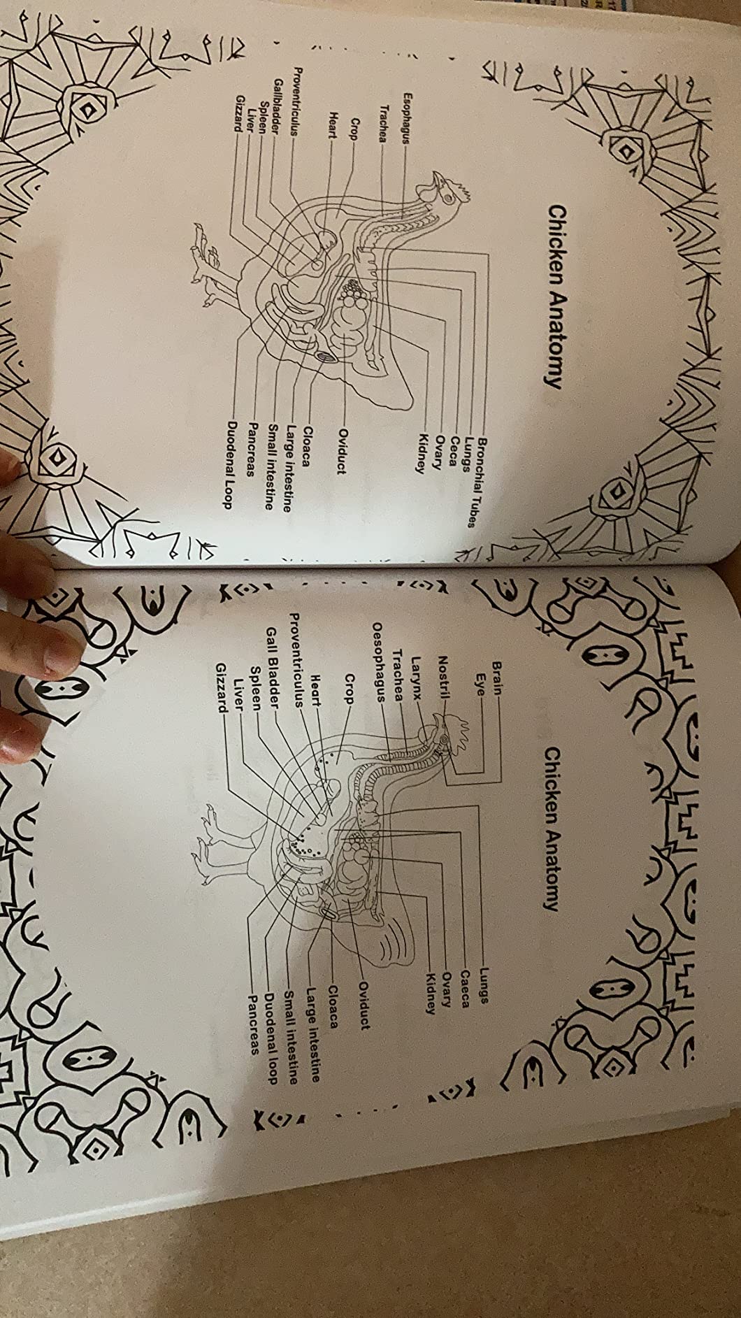 Veterinary Anatomy Coloring Book: Dog Cat Horse Frog Bird Anatomy Coloring Book. Perfect gift For All Ages Kids 4, 5, 6, 7, 8, 9 & 10. Vet tech ... Veterinary & Zoology Anatomy Coloring Book. customer photo 1
