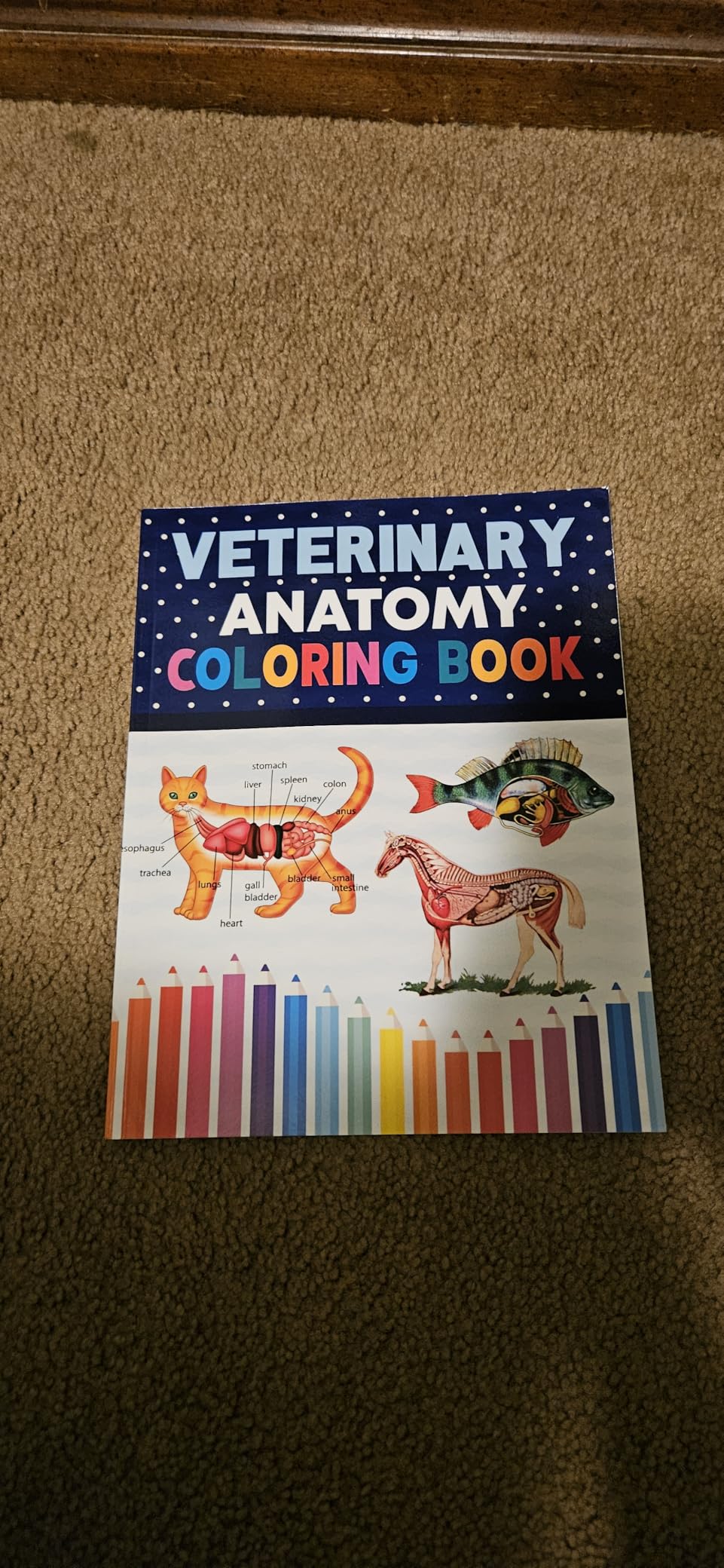 Veterinary Anatomy Coloring Book: Dog Cat Horse Frog Bird Anatomy Coloring Book. Perfect gift For All Ages Kids 4, 5, 6, 7, 8, 9 & 10. Vet tech ... Veterinary & Zoology Anatomy Coloring Book. customer photo 2