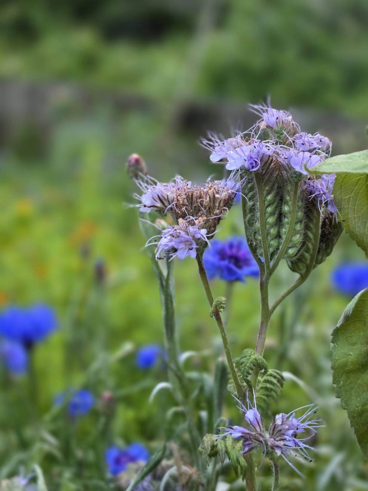 Mountain Valley Seed Co Wildflower Seed 2 Oz. 80,000+ Seeds – Save the Bees customer photo 1