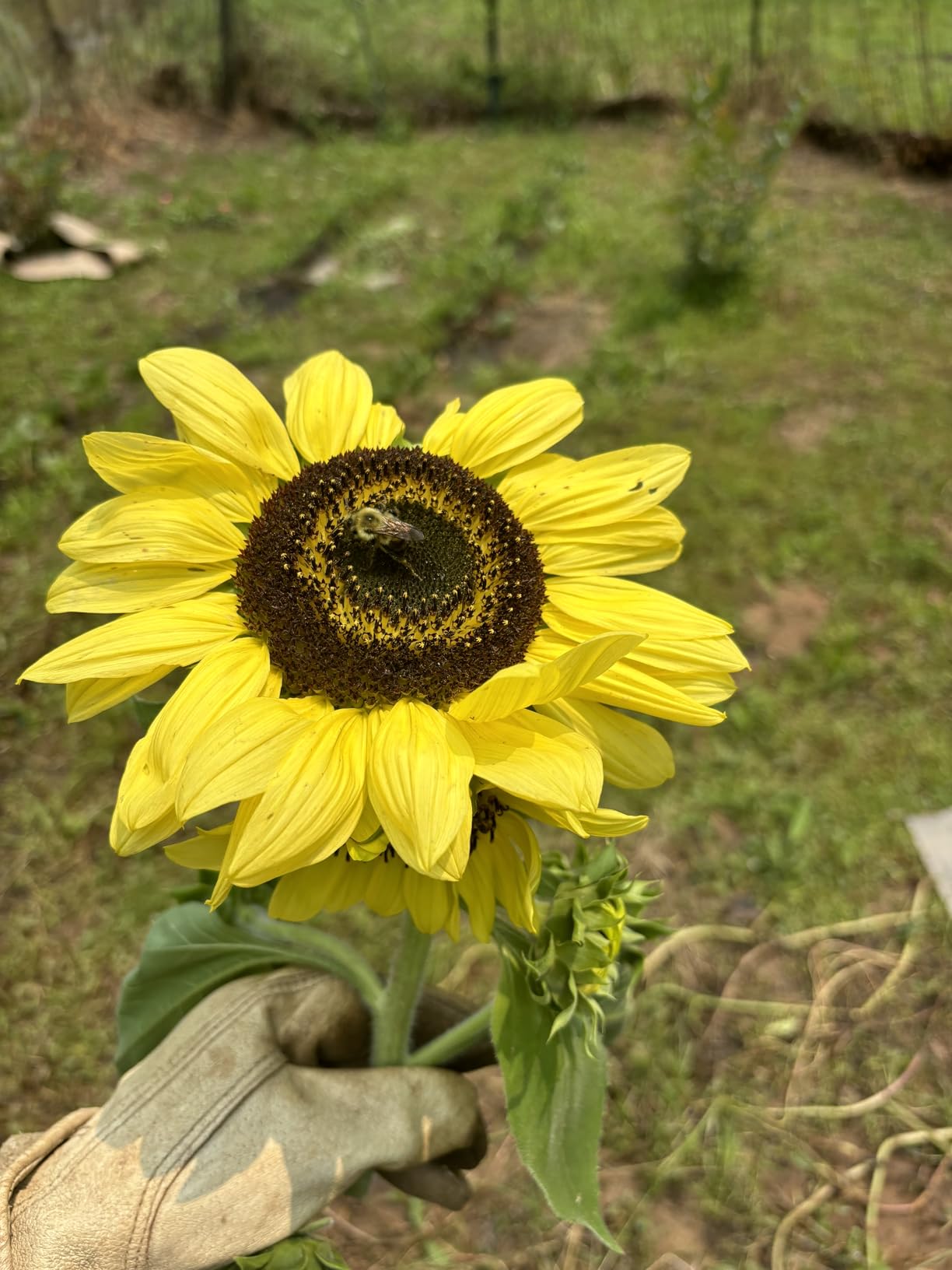 Mountain Valley Seed Co Wildflower Seed 2 Oz. 80,000+ Seeds – Save the Bees customer photo 2