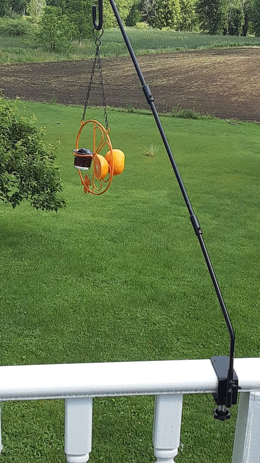 FORUP Oriole Bird Feeder for Outdoors Jelly and Oranges, Orange Fruit Oriole Jelly Bird Feeder, Outdoor Garden Metal Hanging Drinking Grape Jelly Container Hummingbird Feeder, One Pack customer photo 1