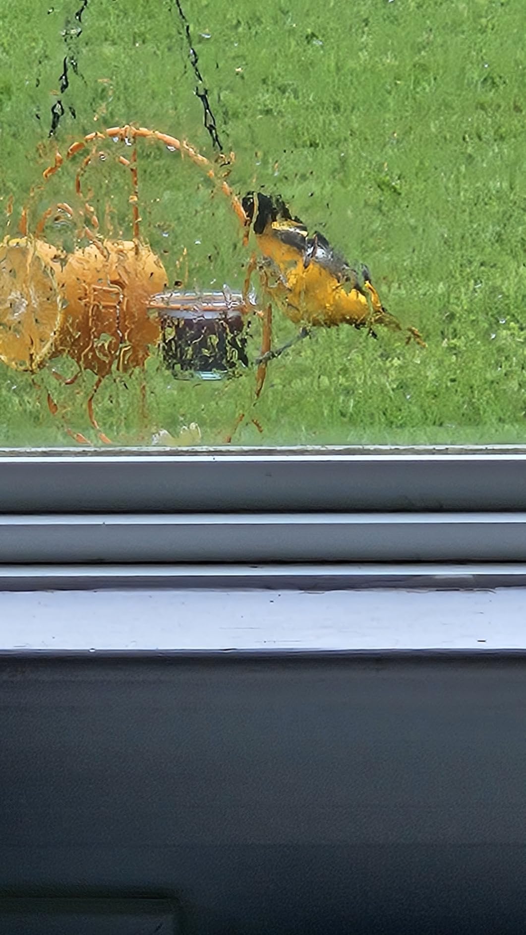 FORUP Oriole Bird Feeder for Outdoors Jelly and Oranges, Orange Fruit Oriole Jelly Bird Feeder, Outdoor Garden Metal Hanging Drinking Grape Jelly Container Hummingbird Feeder, One Pack customer photo 2