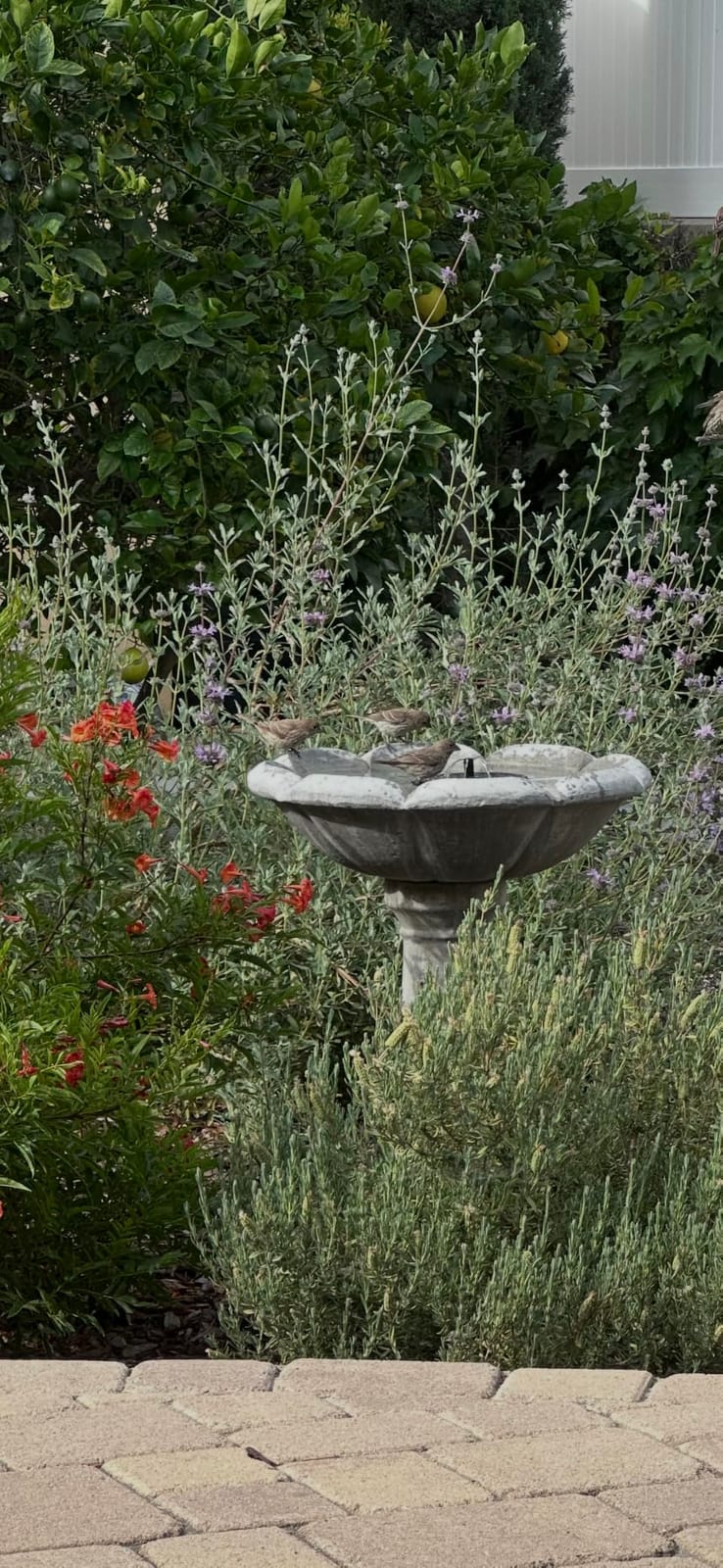 Solar Fountain Water Pump for Bird Bath, Floating Solar Powered Water Fountain Pump for Bird Bath, Garden, Pond, Pool, Outdoor (1.4W) customer photo 1