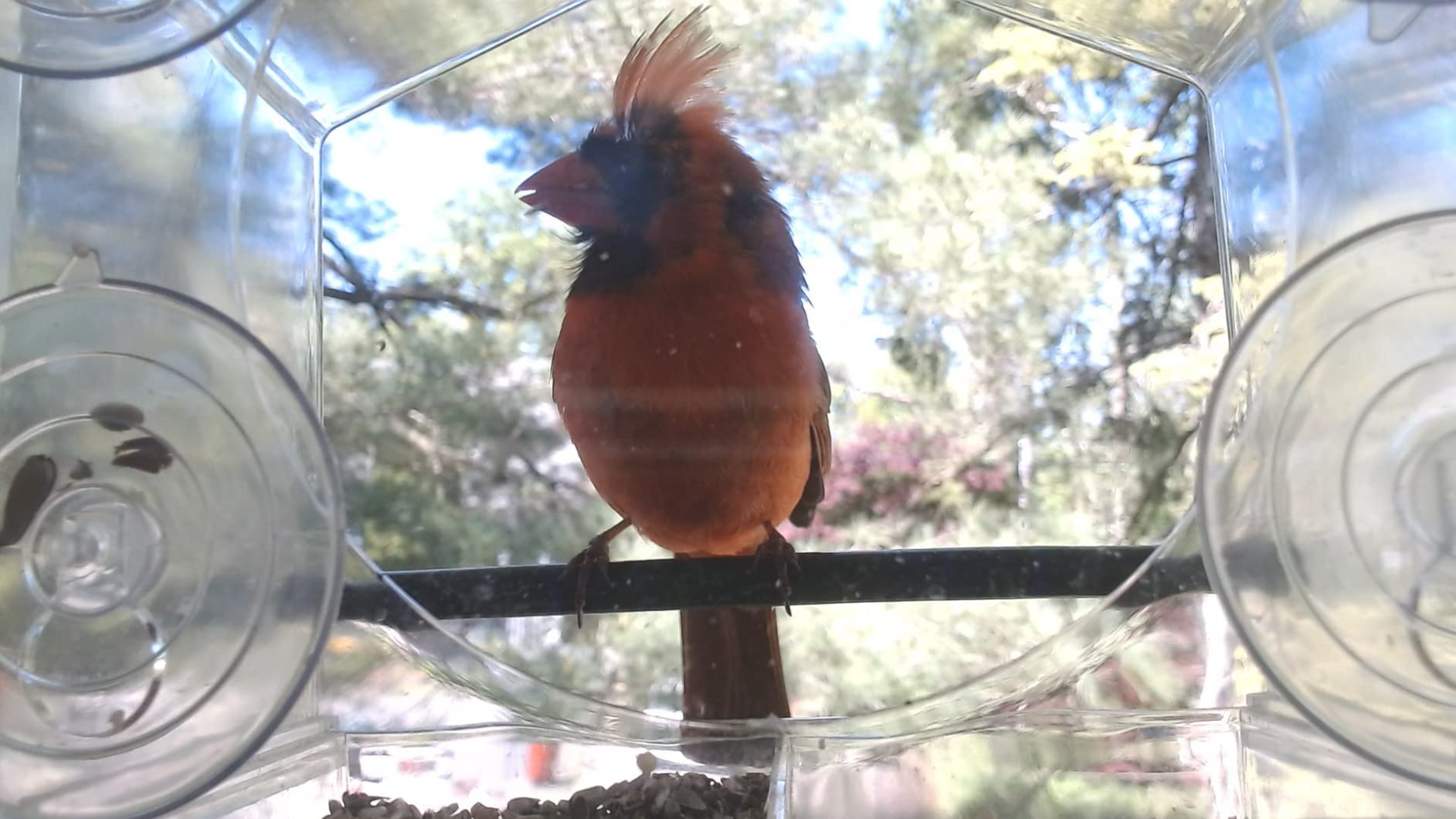 Mrcrafts Window Bird Feeder for Outside with Strong Suction Cups, Fits for Cardinals, Finches, Chickadees etc. customer photo 1