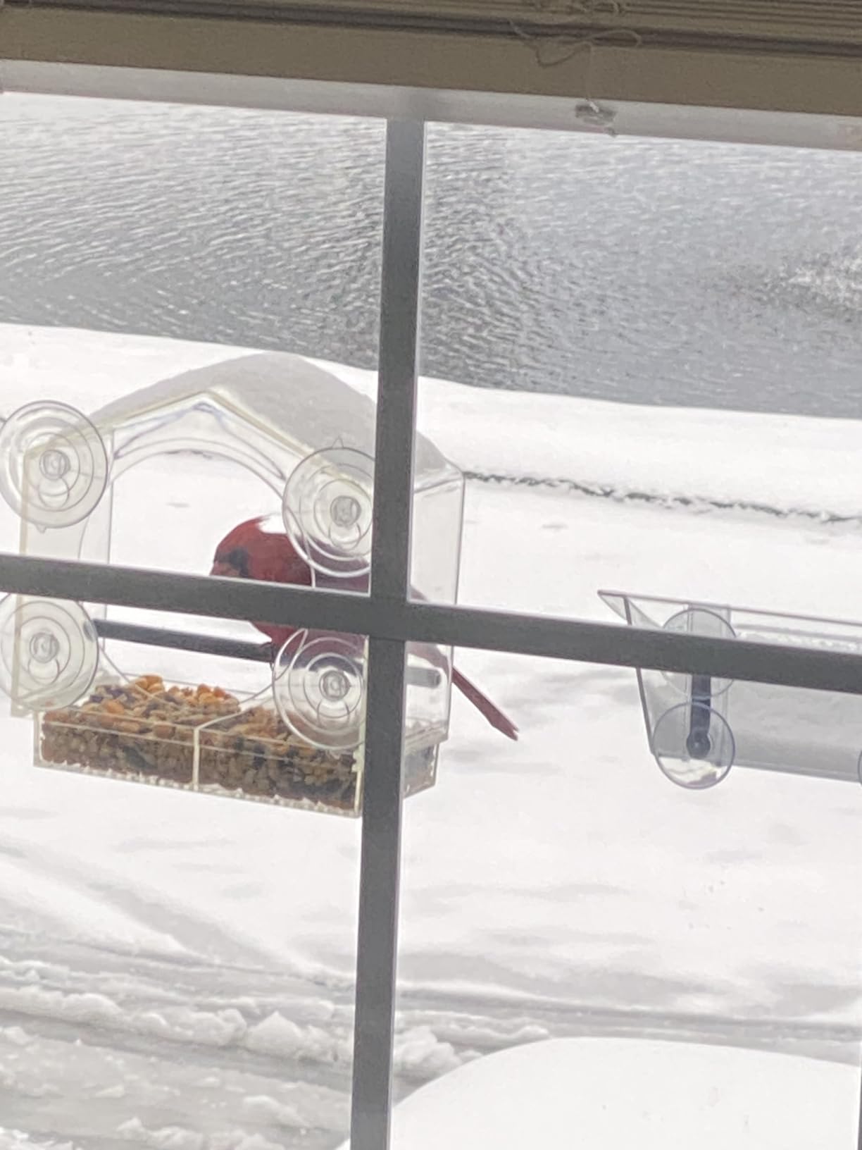Mrcrafts Window Bird Feeder for Outside with Strong Suction Cups, Fits for Cardinals, Finches, Chickadees etc. customer photo 2