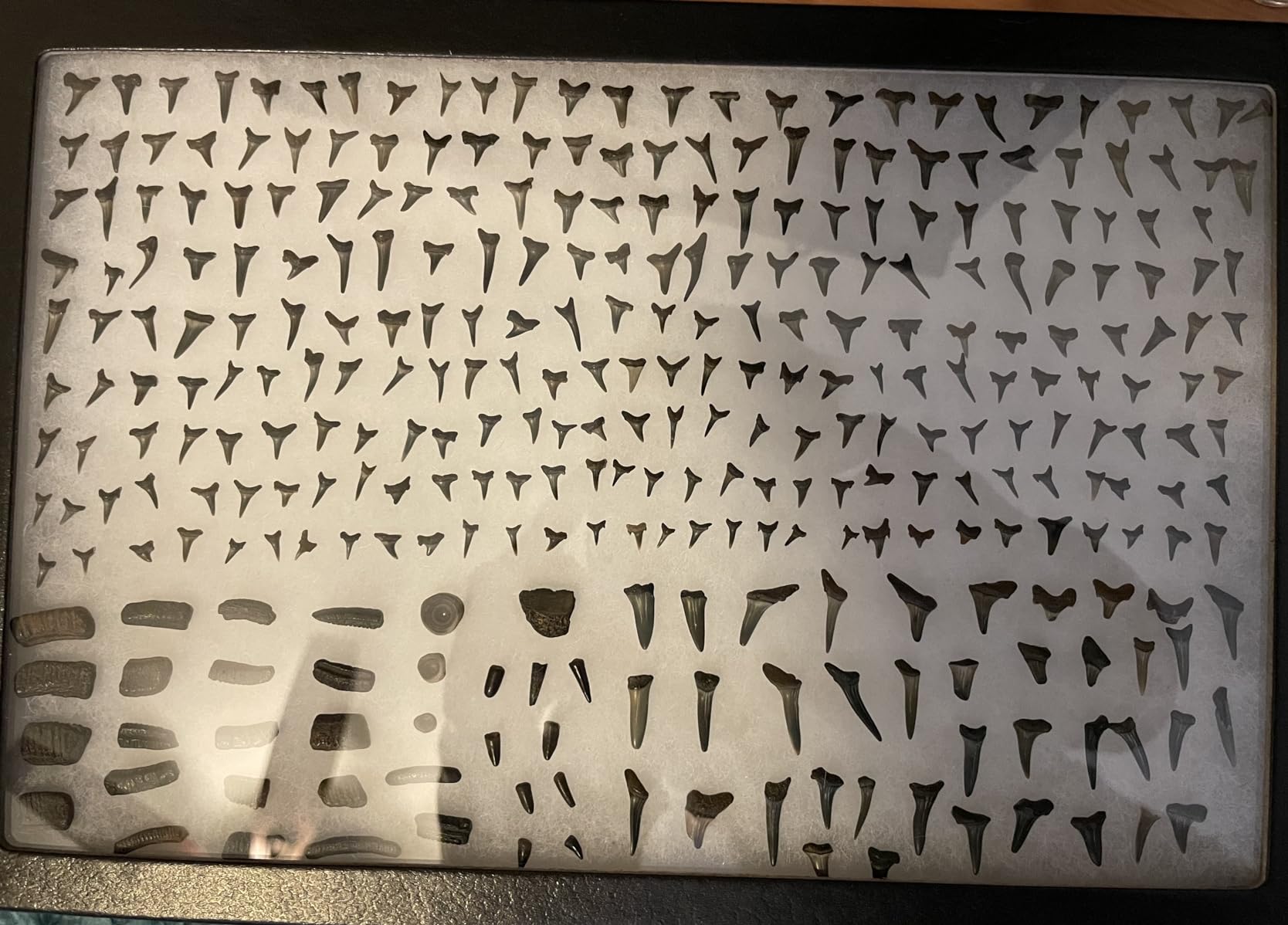 Riker Glass Top Display Cases for Collectables, Arrowheads, Medals & More (3 Pack 4 x 3 x 0.75) customer photo 1