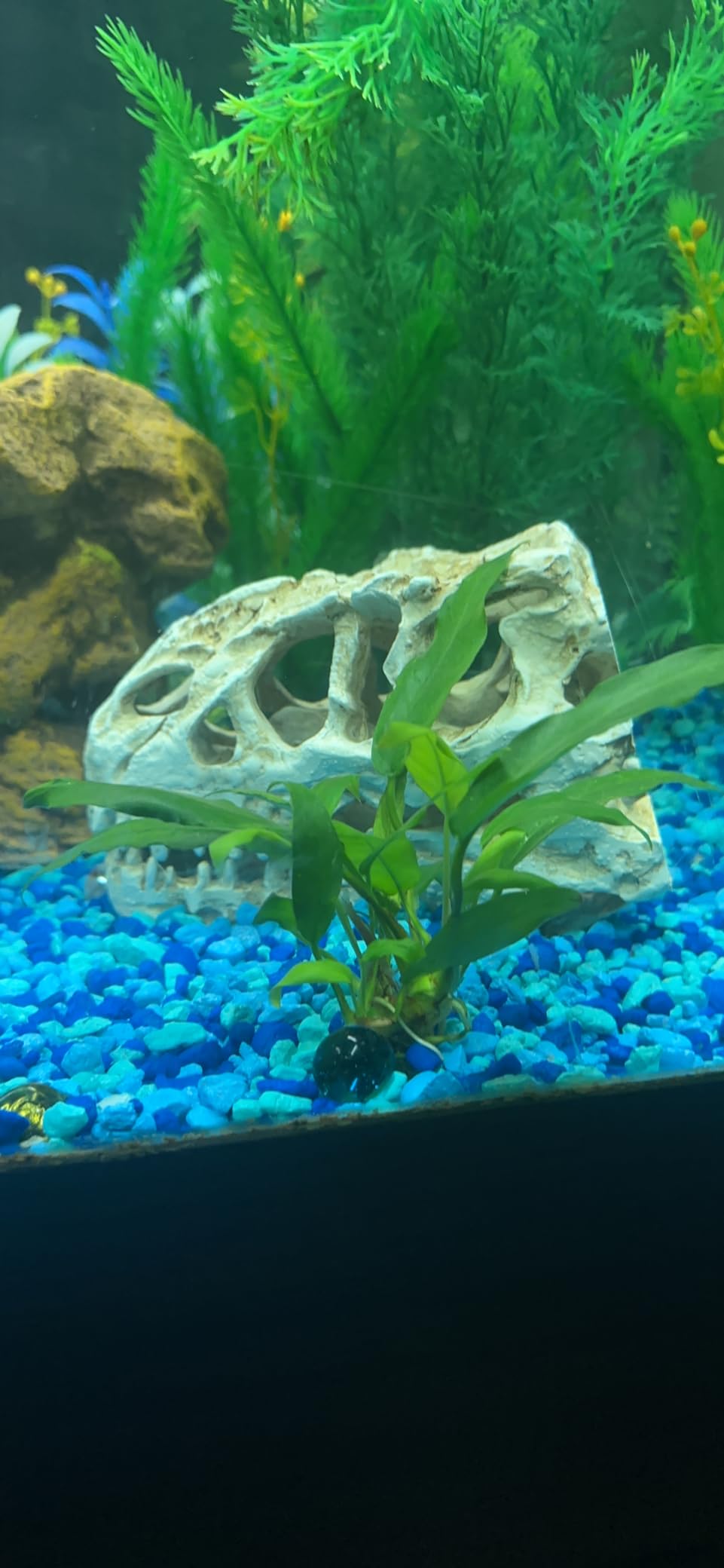 Tyrannosaur Skull T-Rex Skull Gifts Lifelike Resin Crafts Dinosaur Skull Fossil Teaching Skeleton Model Home Aquarium Decor (A) customer photo 1