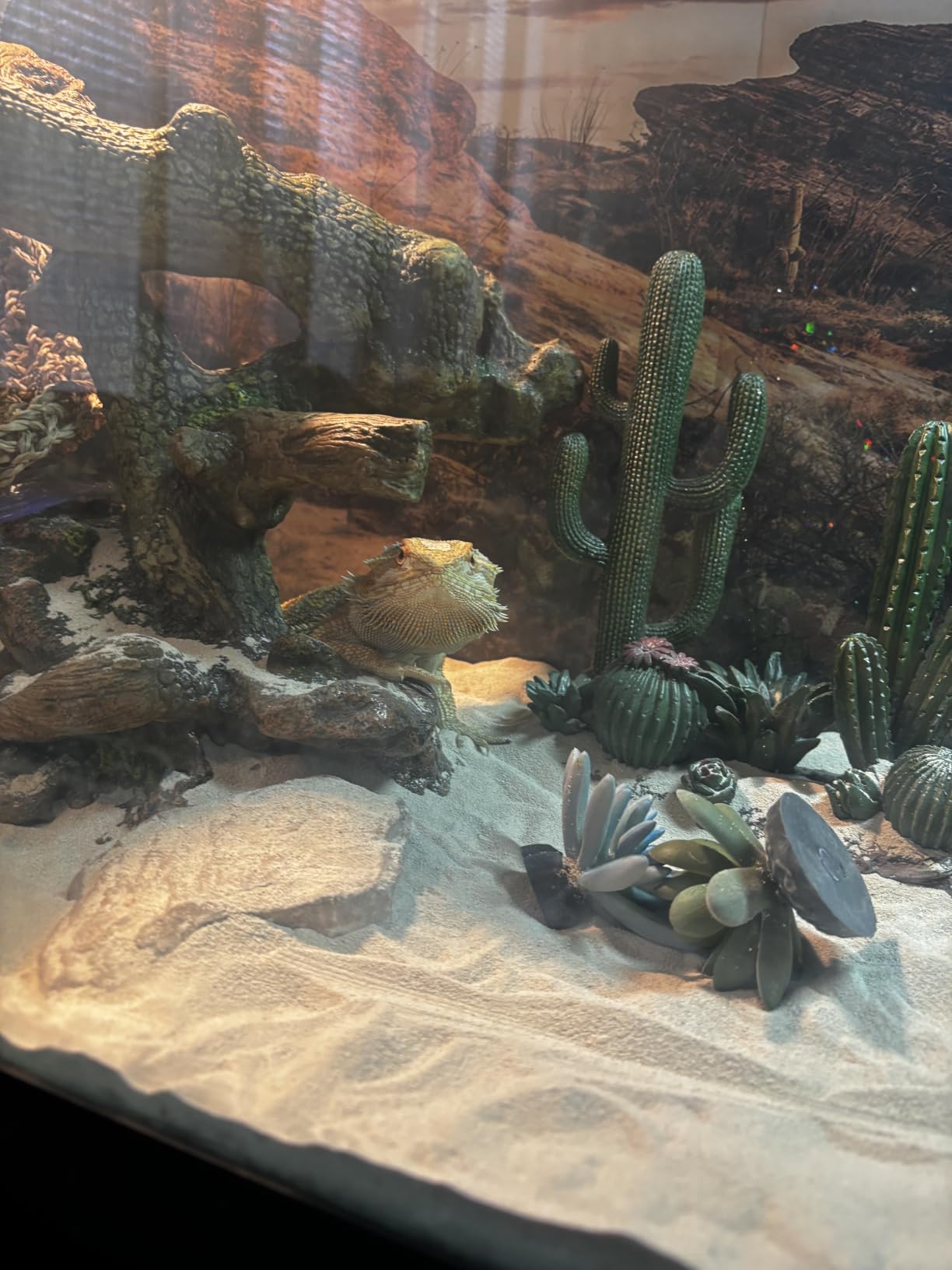36x18 in Desert Reptile Habitat Backdrop Oasis Cactus Terrarium Background customer photo 1