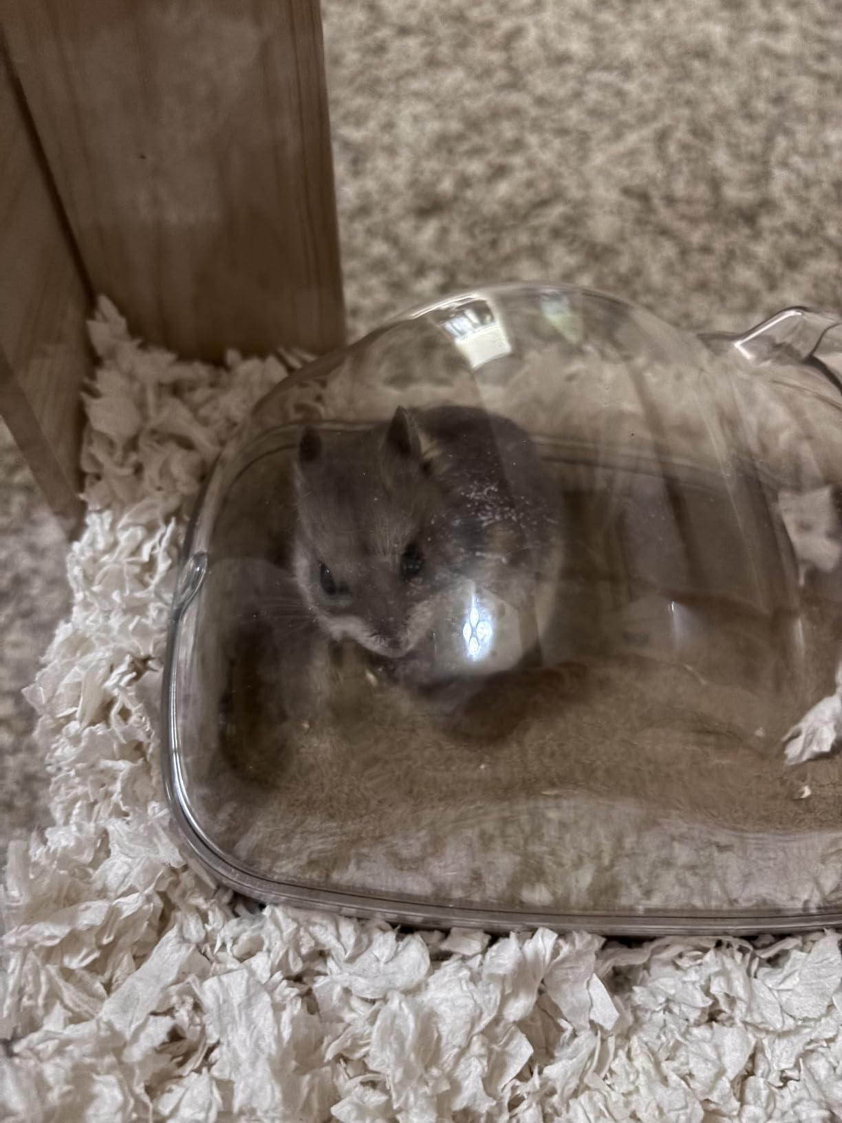 Niteangel Hamster Desert Bath Sand: 6lb/96oz No-Dust Bath & Easy to Clumps | Helps Odor Control & Remove Excess Grease - Potty Litter Sand for Hamster Chinchillas Gerbil Mice Degu or Other Small Pets customer photo 1