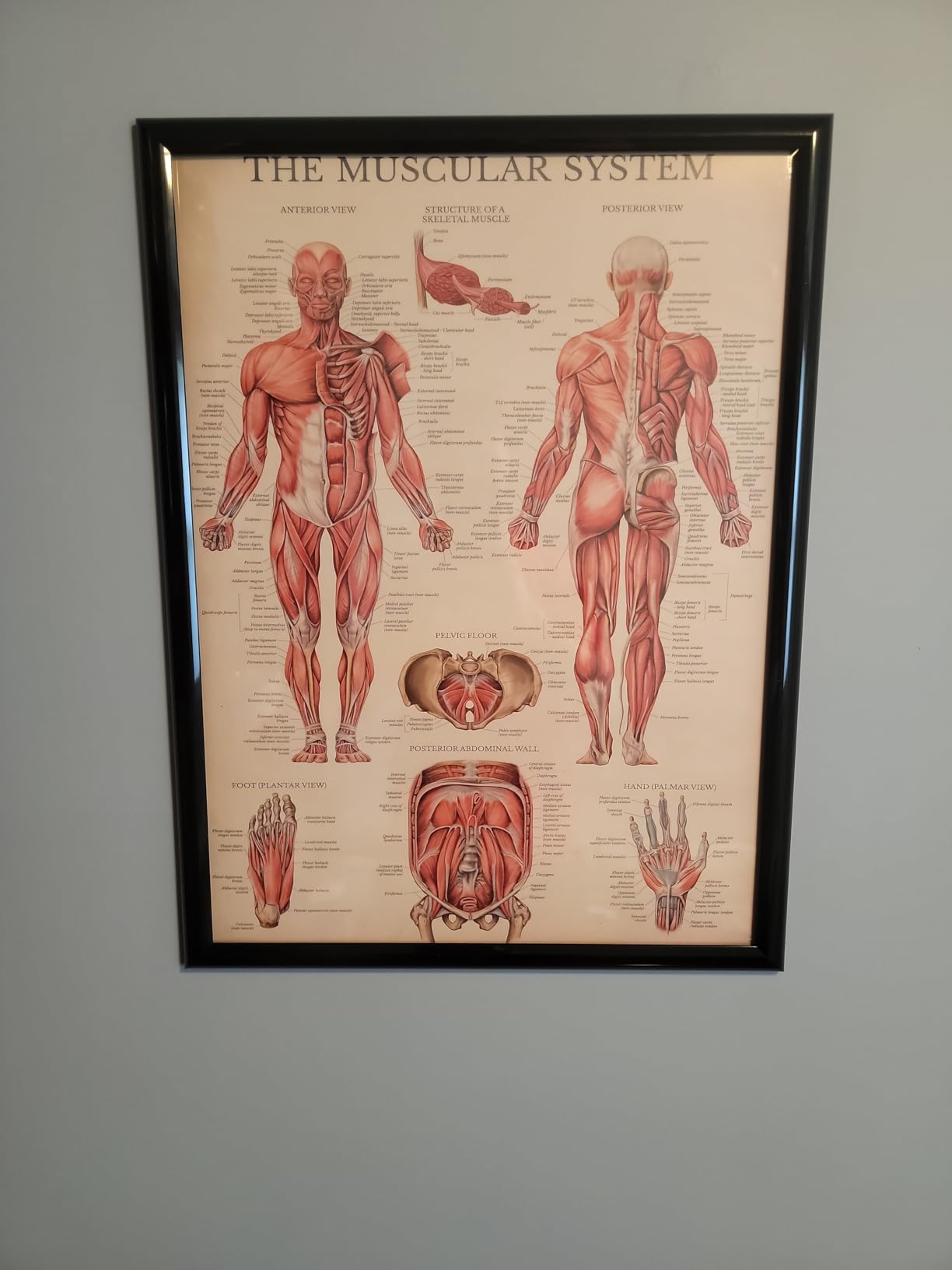 Palace Learning Vintage Muscular System Anatomical Chart - Human Muscle Anatomy Poster (LAMINATED, 18