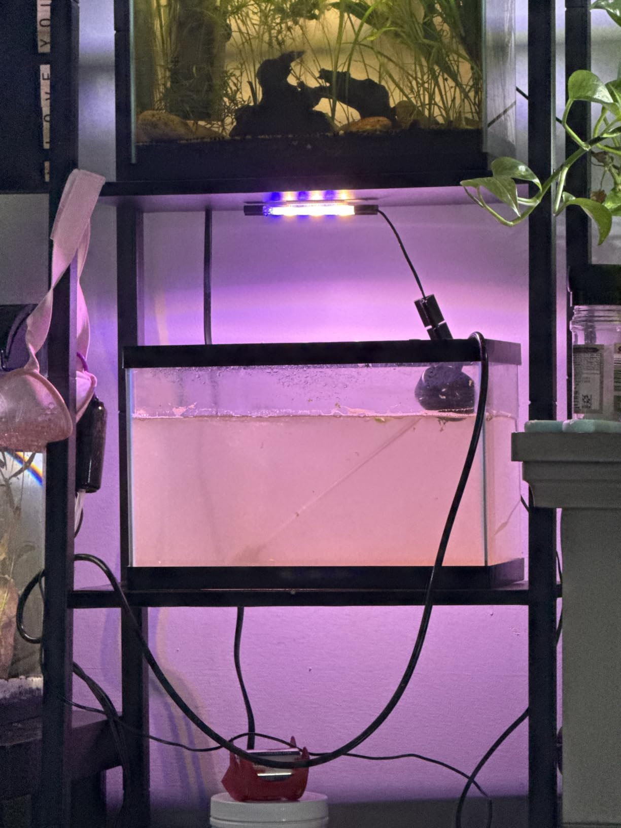 NestBasics Brine Shrimp Hatchery Kit - Artemia Eggs Incubator customer photo 1