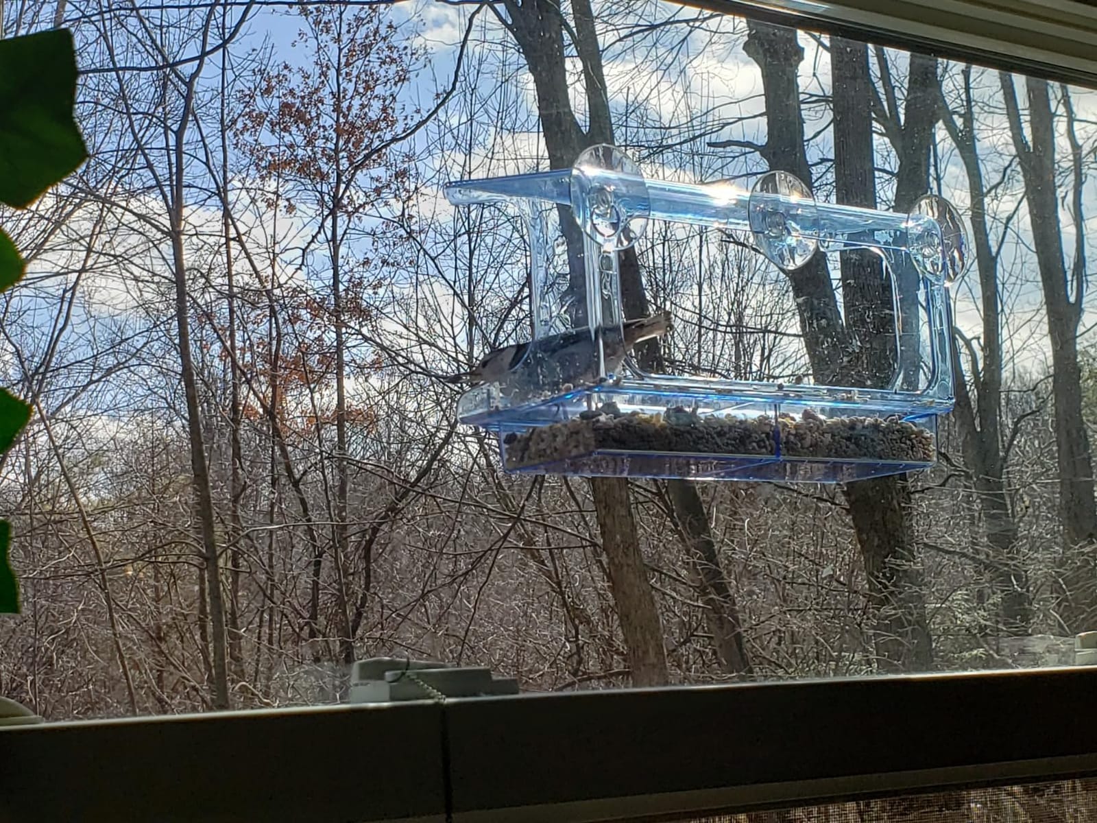 LUJII Shatterproof Window Bird Feeder with Strongest Suction Cups, Polycarbonate Window Mount Feeder with Crystal Clear View & Life-Out Tray, Fits Bigger Birds Like Cardinal or Blue Jay, Clear customer photo 2