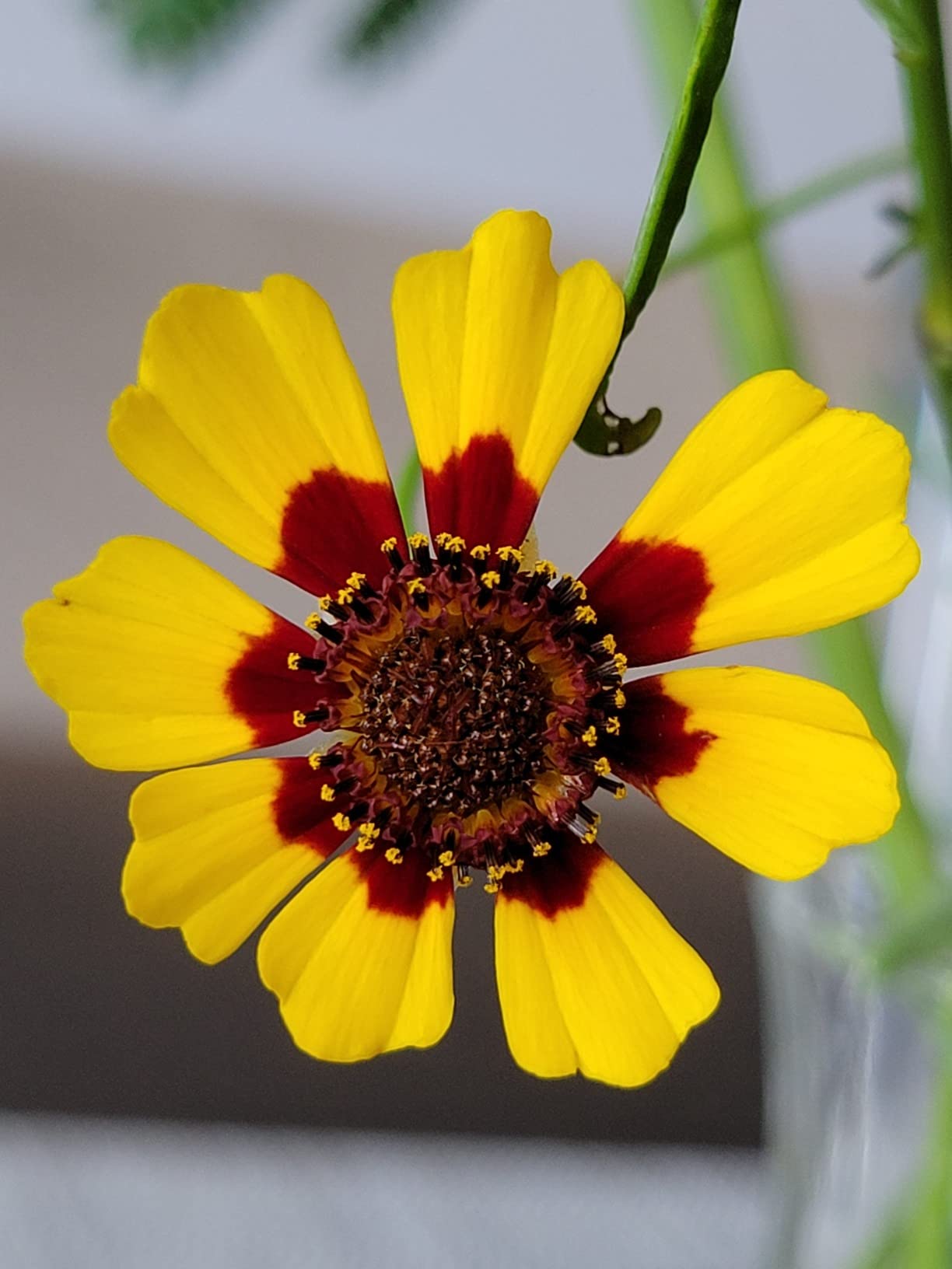 Bentley Pollinator Mix - Butterfly Packets Wildflower Seeds customer photo 2