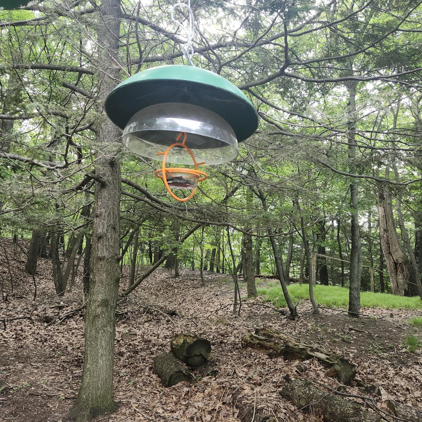 Monarch Abode Hanging Bird Feeder for Outdoors – Hanging Oriole Birdfeeder with Clear Glass Bowl and Orange Metal Perch & Prongs, Decorative Wild Bird Feeder for Outside Garden Patio Deck Yard customer photo 1