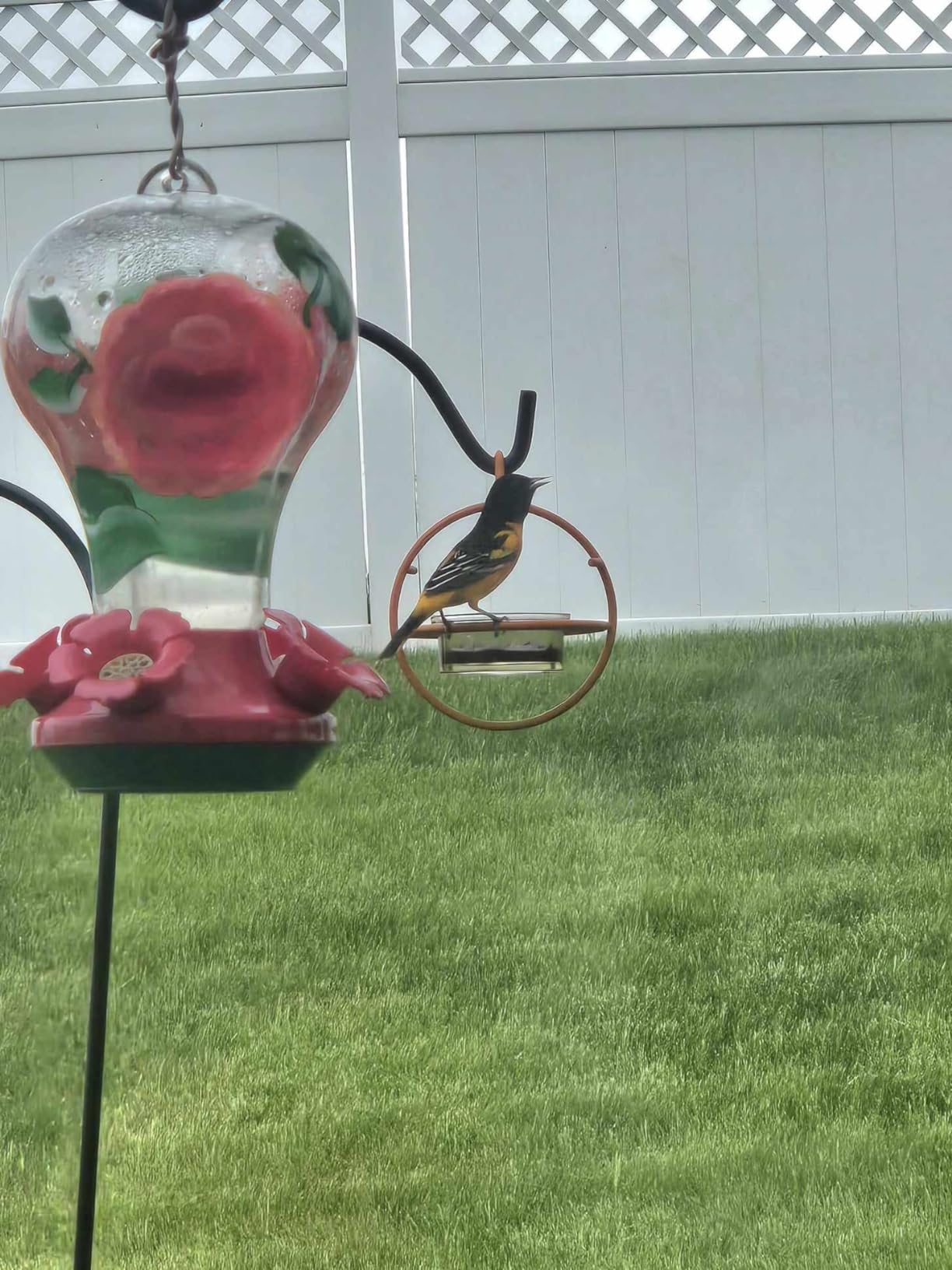 Monarch Abode Hanging Bird Feeder for Outdoors – Hanging Oriole Birdfeeder with Clear Glass Bowl and Orange Metal Perch & Prongs, Decorative Wild Bird Feeder for Outside Garden Patio Deck Yard customer photo 2