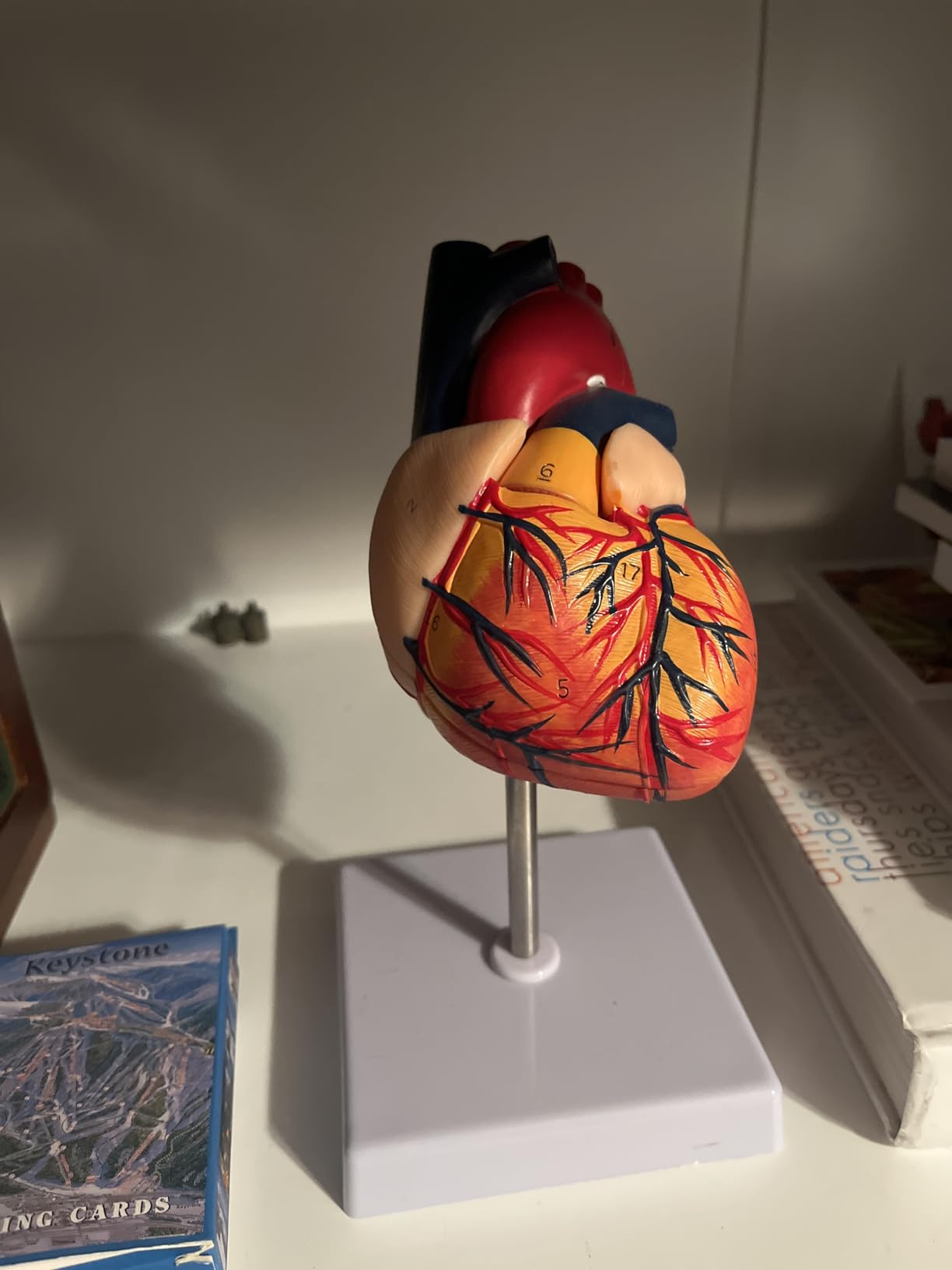 QWORK Life Size Human Heart Model, Anatomically Accurate 2-Part Model with Detachable Wall, Fixed with Hidden Magnets customer photo 1
