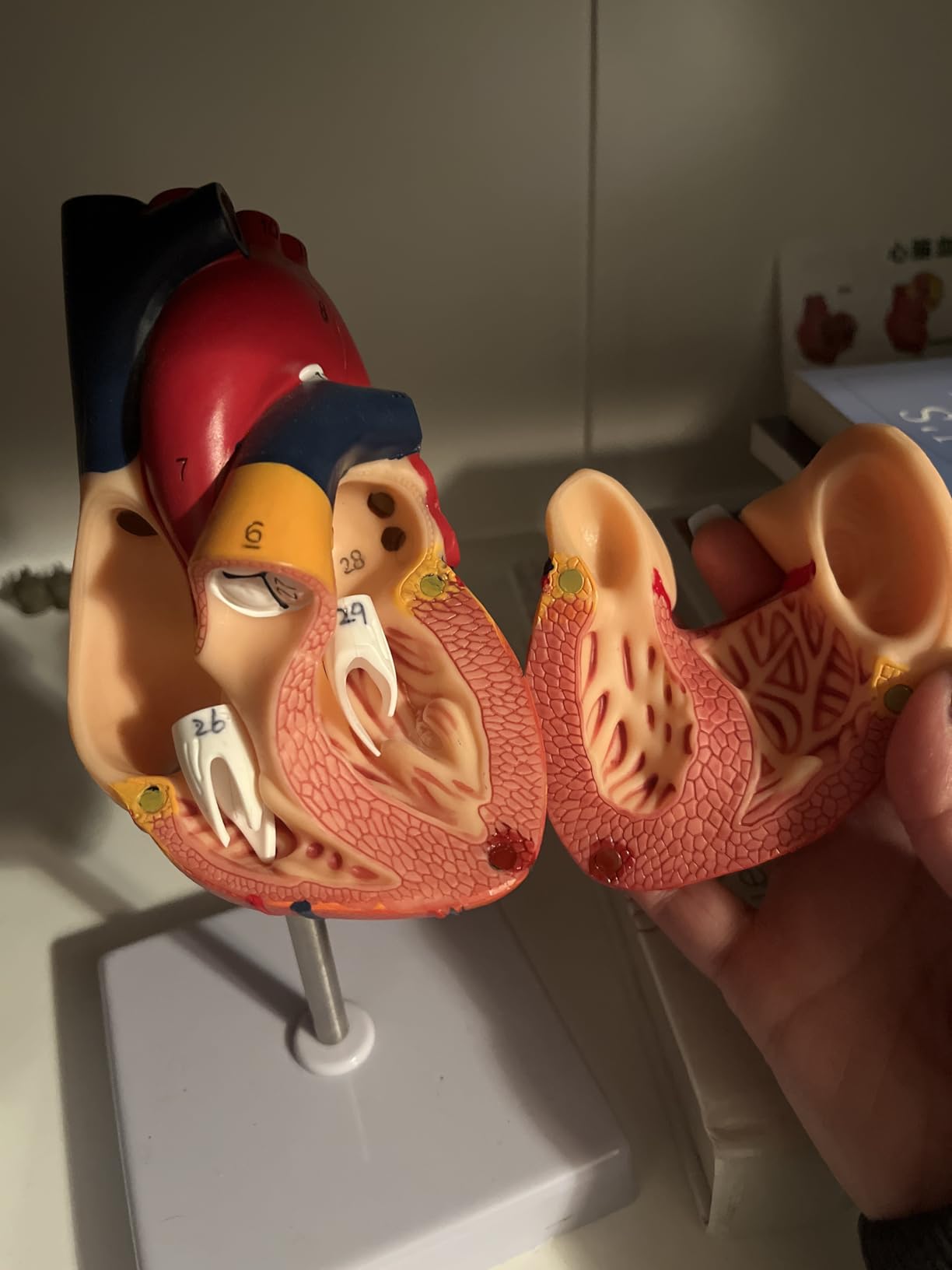 QWORK Life Size Human Heart Model, Anatomically Accurate 2-Part Model with Detachable Wall, Fixed with Hidden Magnets customer photo 2