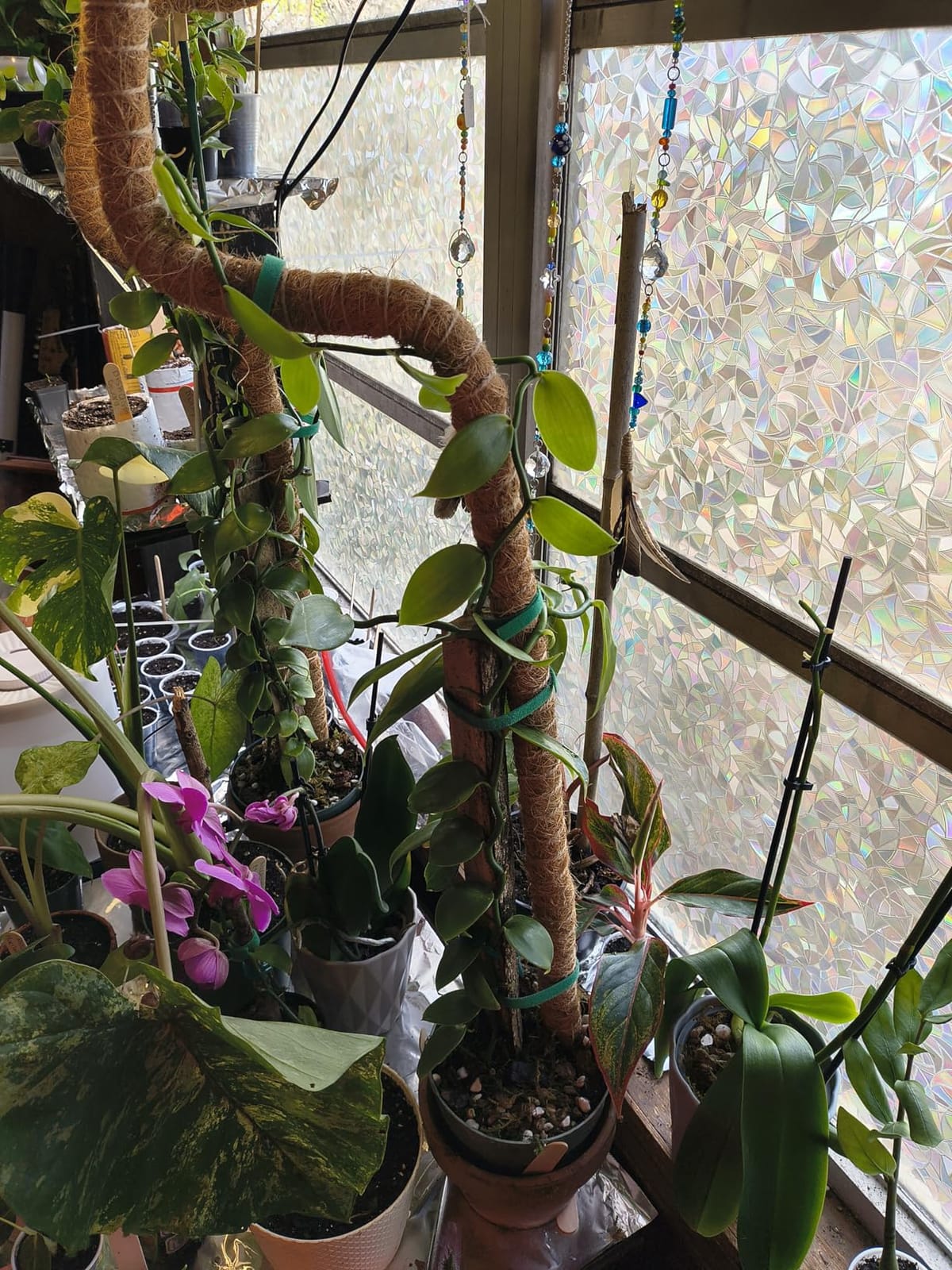 DUSPRO 4in1 Orchid Potting Mix For Repotting, Pre-Mixed & Ready to Use, 2QT customer photo 2