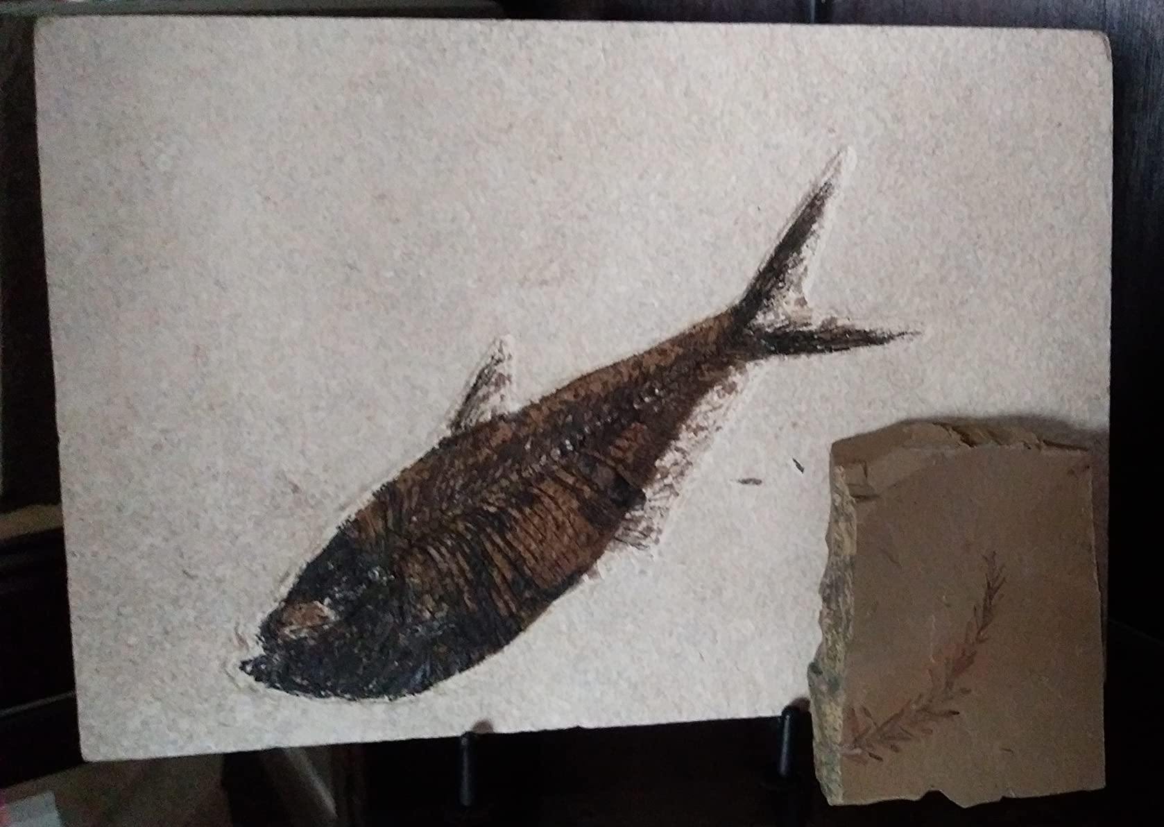 The Geode Mine Genuine Fossilized Leaf from The Metasequoia Tree (Dawn Redwood) customer photo 1