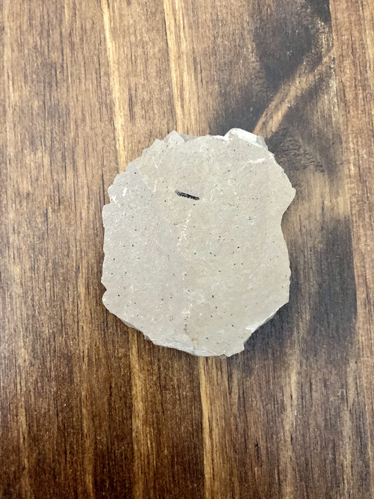 The Geode Mine Genuine Fossilized Leaf from The Metasequoia Tree (Dawn Redwood) customer photo 2