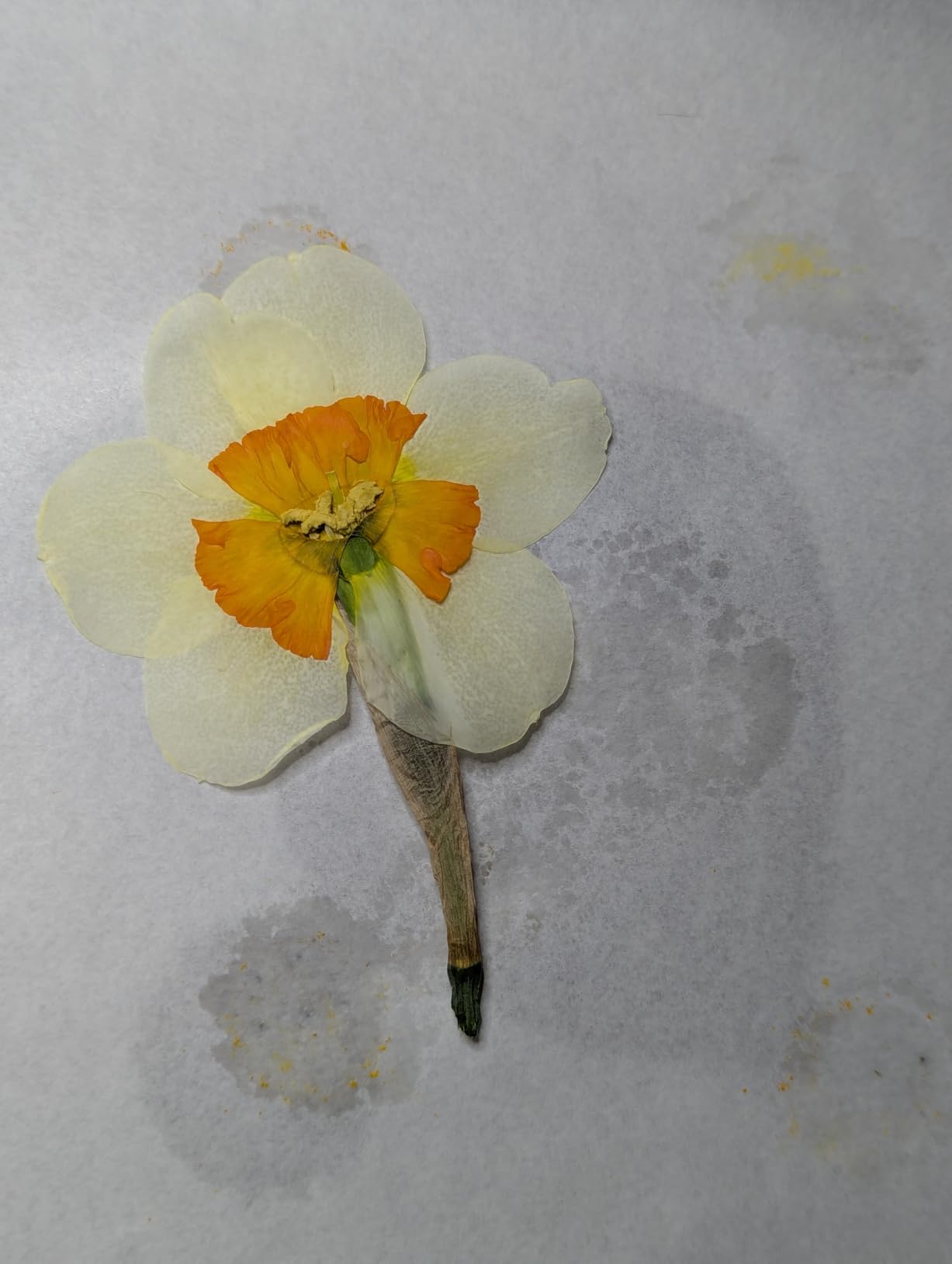 Professional Flower Press Kit 6 Layers 6.3 x 8.3 inch, Flower Pressing Kit for Adults Kids, Leaf Press,Great Gift Valentine's Day customer photo 1
