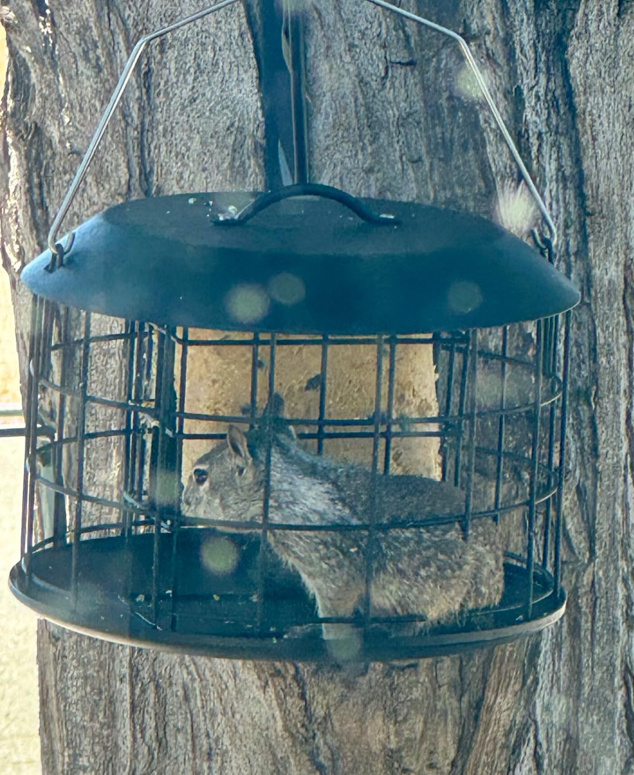 Kingsyard Squirrel Proof Suet Feeder, Cage Bird Feeders for Outdoors Hanging, All Metal, Double Suet Cake Capacity, Tray & Weatherproof, Green customer photo 1