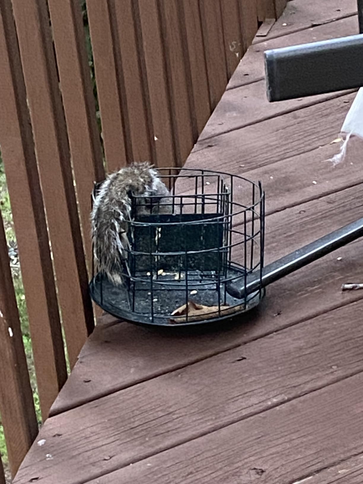 Kingsyard Squirrel Proof Suet Feeder, Cage Bird Feeders for Outdoors Hanging, All Metal, Double Suet Cake Capacity, Tray & Weatherproof, Green customer photo 2