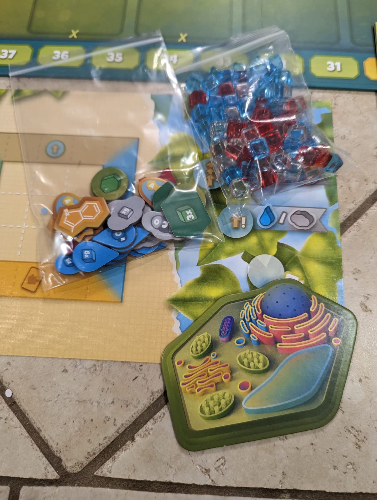 Cellulose: A Plant Cell Biology Game | Mensa Recommended Strategic & Entertaining Game to Learn Photosynthesis, DNA & Biochemistry | Educational STEM Board Game for Families, Students & Teachers customer photo 2