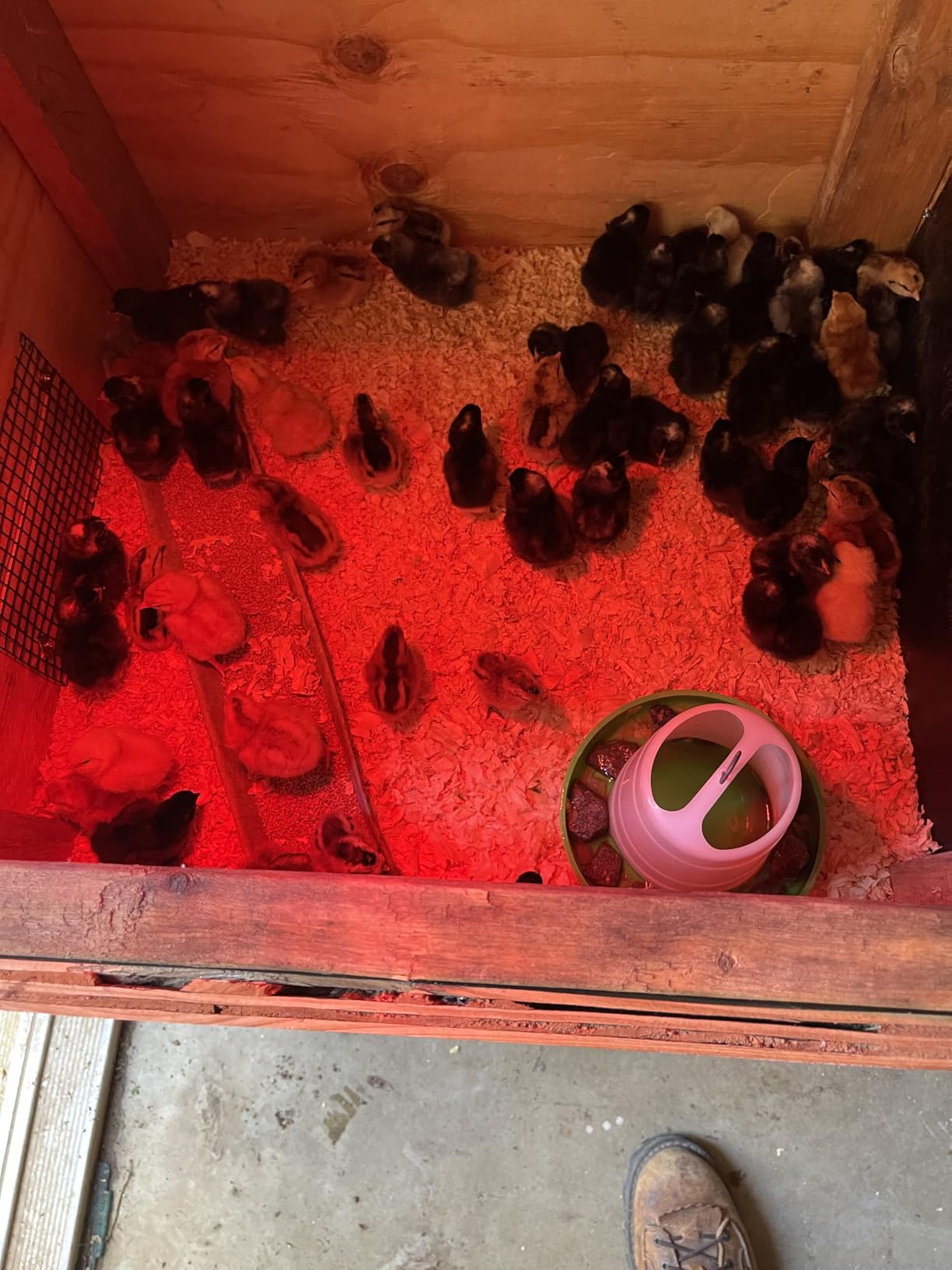 Hatching Time Incubators for Hatching Eggs, CT120SH Egg Setter & Hatcher customer photo 2
