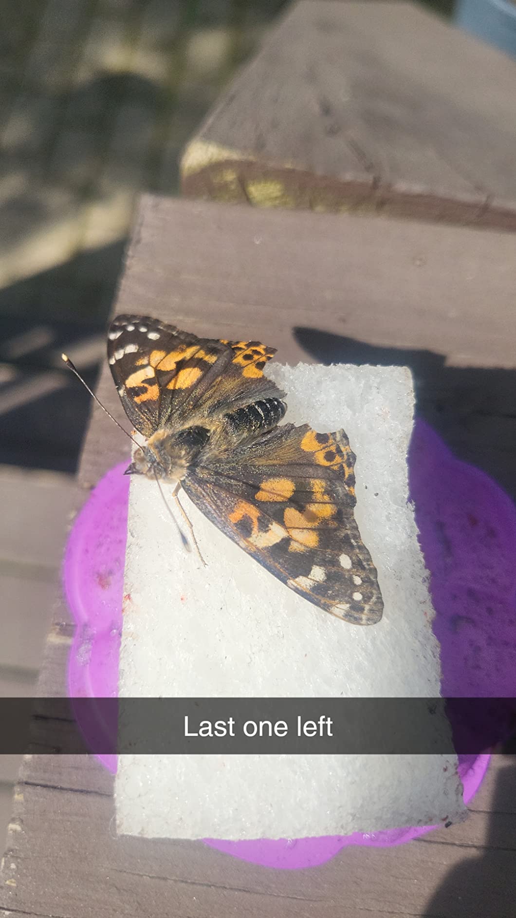 Insect Lore Butterfly Garden with Two Cups of Live Caterpillars, Life Cycle Figurines, English and Spanish Butterfly STEM Activity Journals | 10 Painted Lady Butterfly Baby Caterpillars customer photo 1