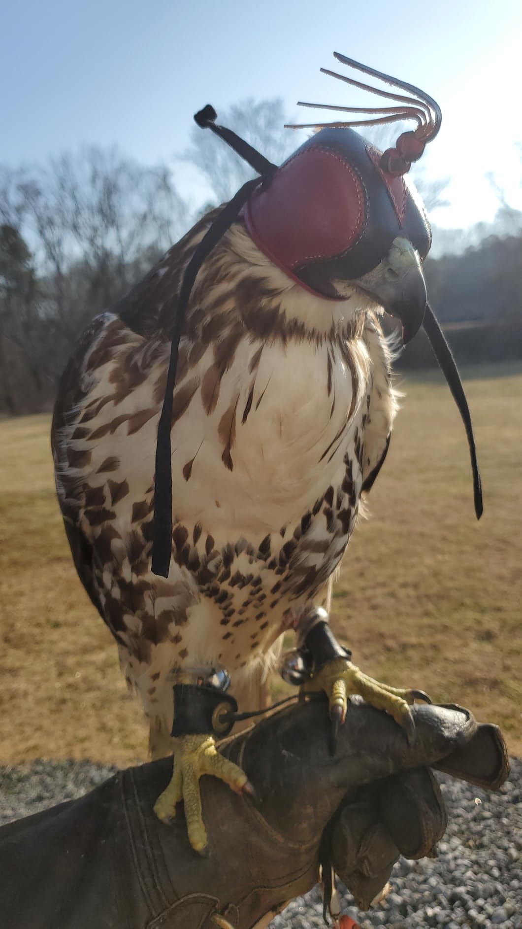 Falconry Hood Dutch Hand Stitched (Two-Tone) Ron Rollins Size 59 customer photo 1