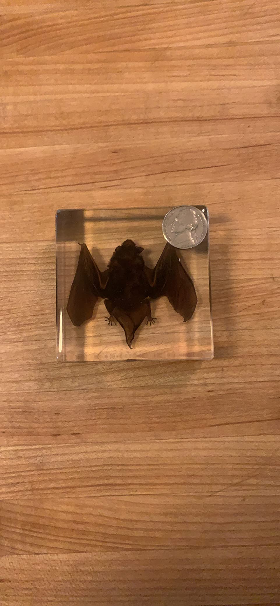 Real Bat Specimens in Resin Paperweight Crafts, Animal Taxidermy Collection for Science Education & Desk Ornament (Bat), 75 x 75 x 24mm (3 x 3 x 1 inch) (FBBF-03) customer photo 2