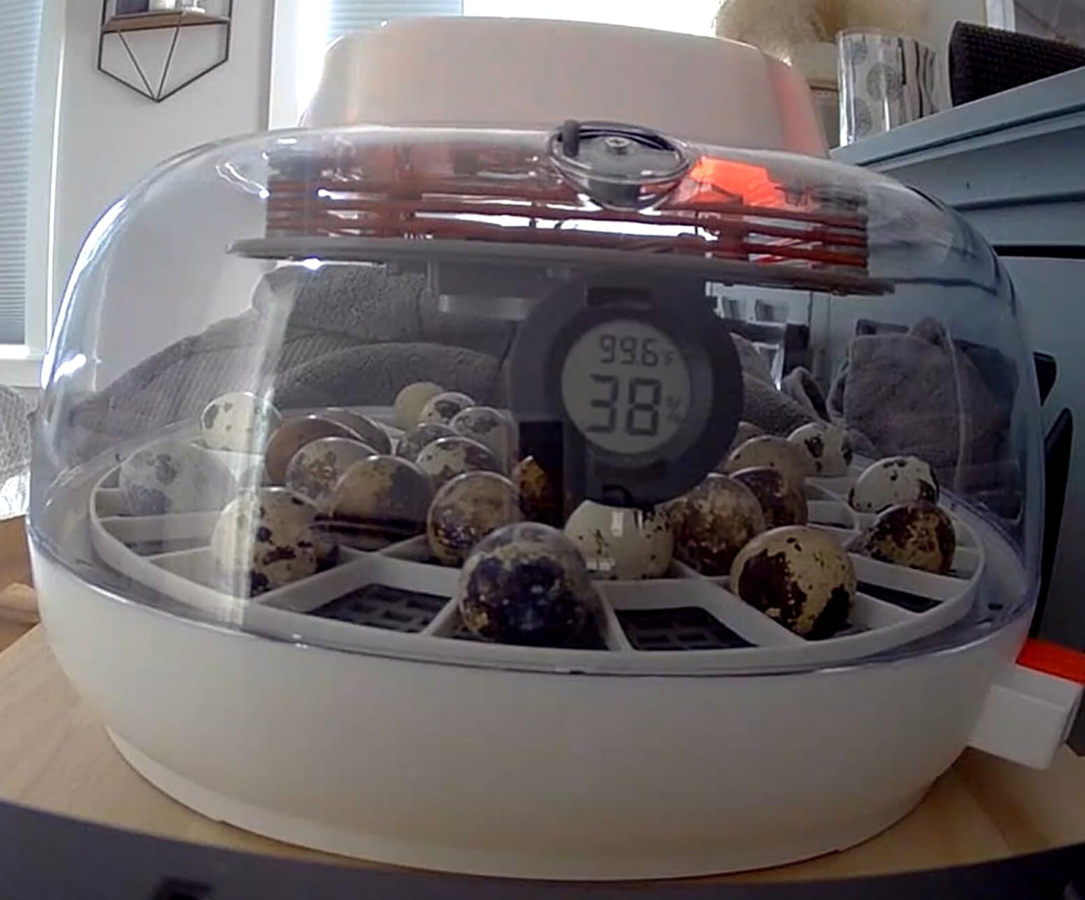 Durable Egg Tray for Nurture Right 360 Egg Incubator, 48 Quail/Bird Eggs customer photo 2