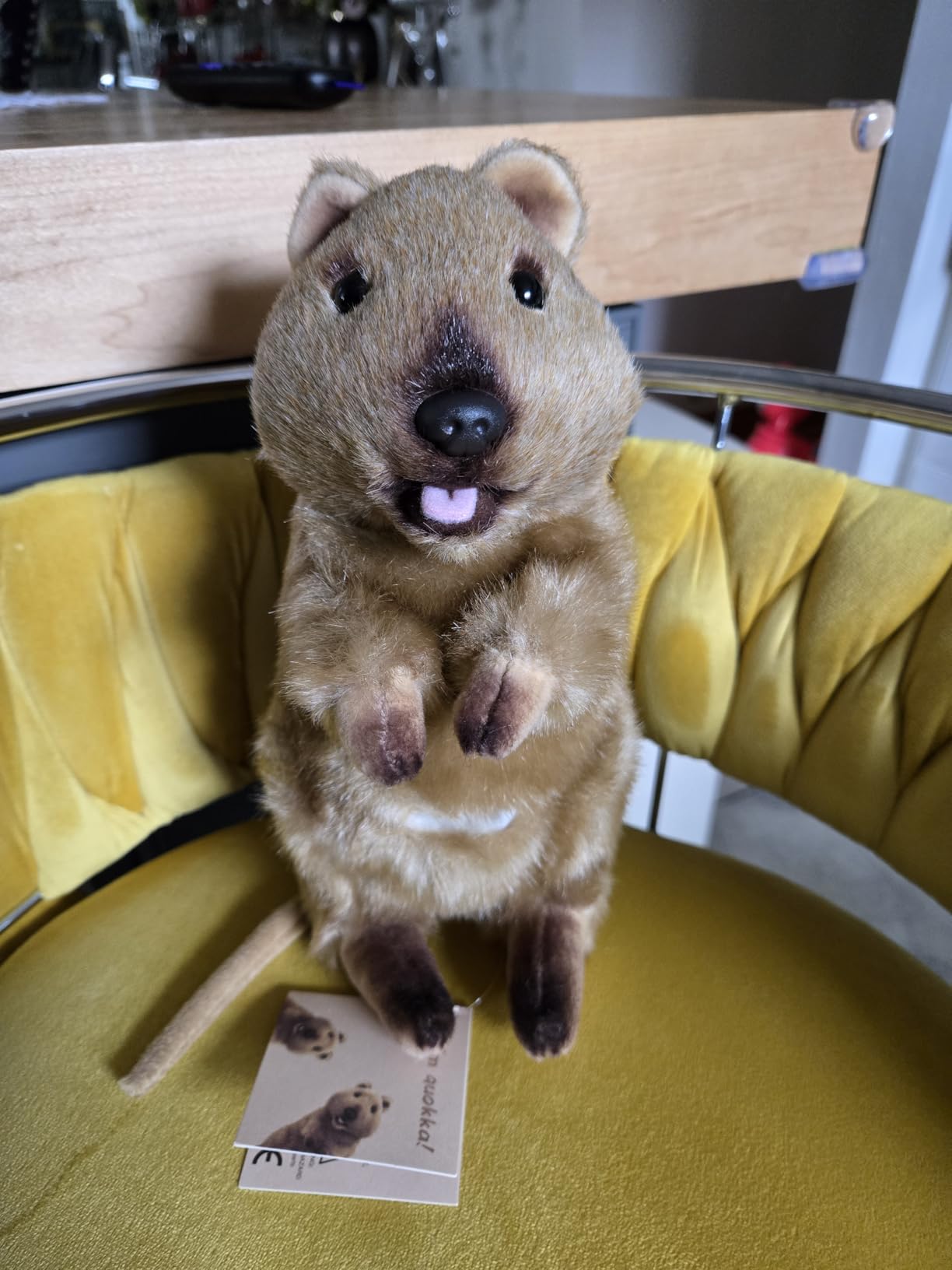 KEAIART Realistic Quokka Plush Toy - 10 Inch Stuffed Animal with Pouch & Soft Tongue, Cute Smile Kangaroo Marsupial Plushie, Perfect Birthday for Kids and Quokka Lovers customer photo 1