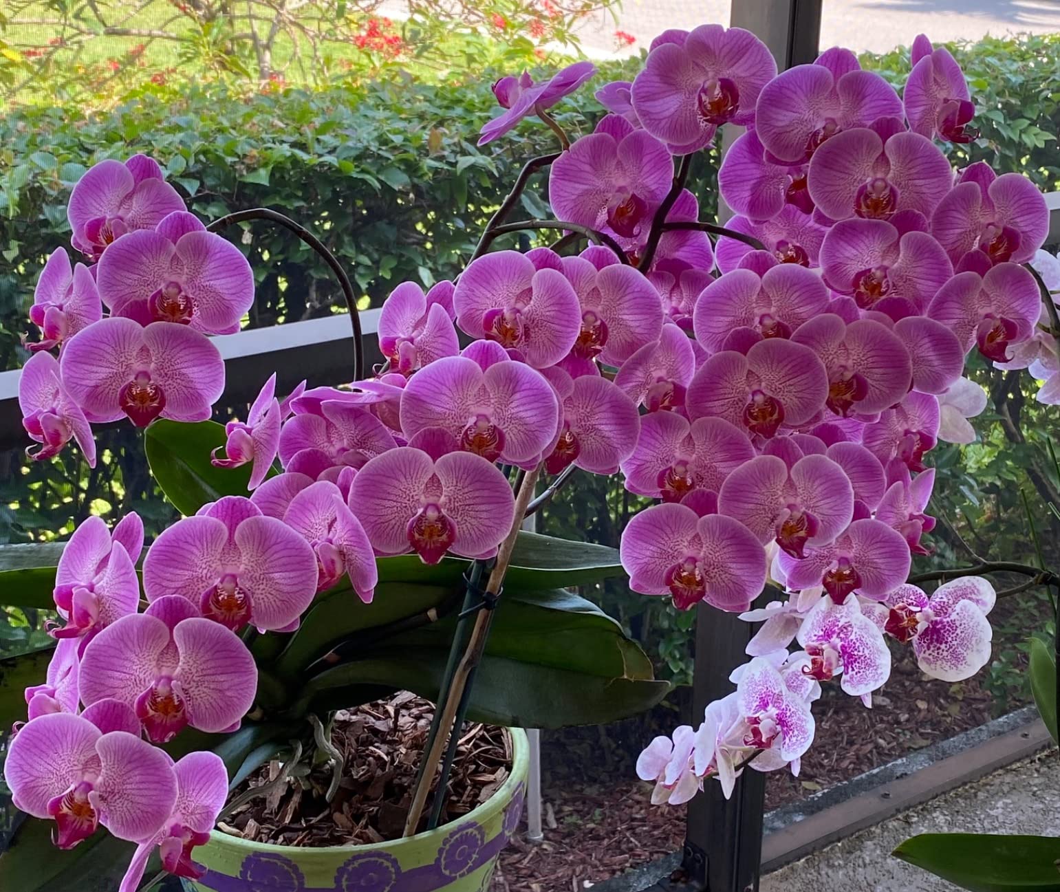 Miracle-Gro Orchid Potting Mix Coarse Blend, 8qt. (2-Pack) customer photo 2