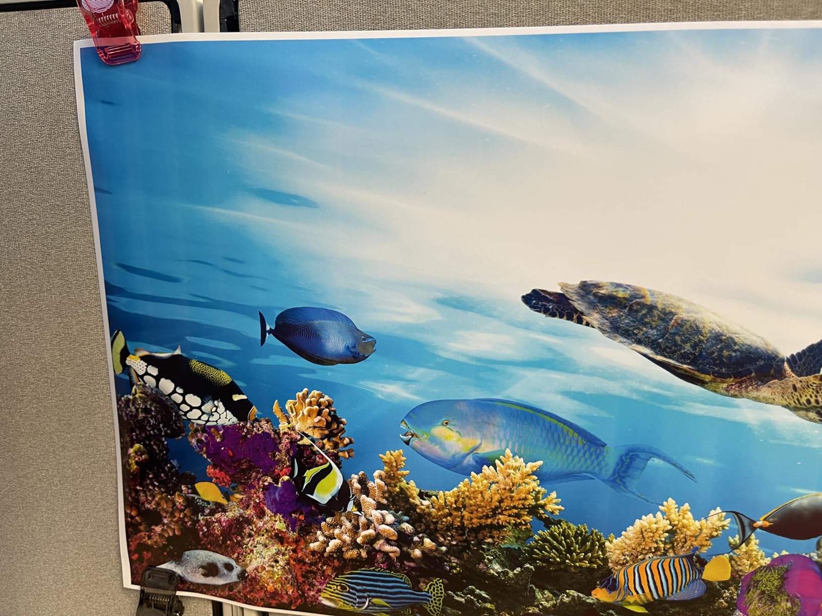 Sea Life Poster Great Barrier Reef Ocean Posters Colorful Fish Tropical Coral Under The Sea Cool Wall Art Print Poster 24x72 customer photo 1