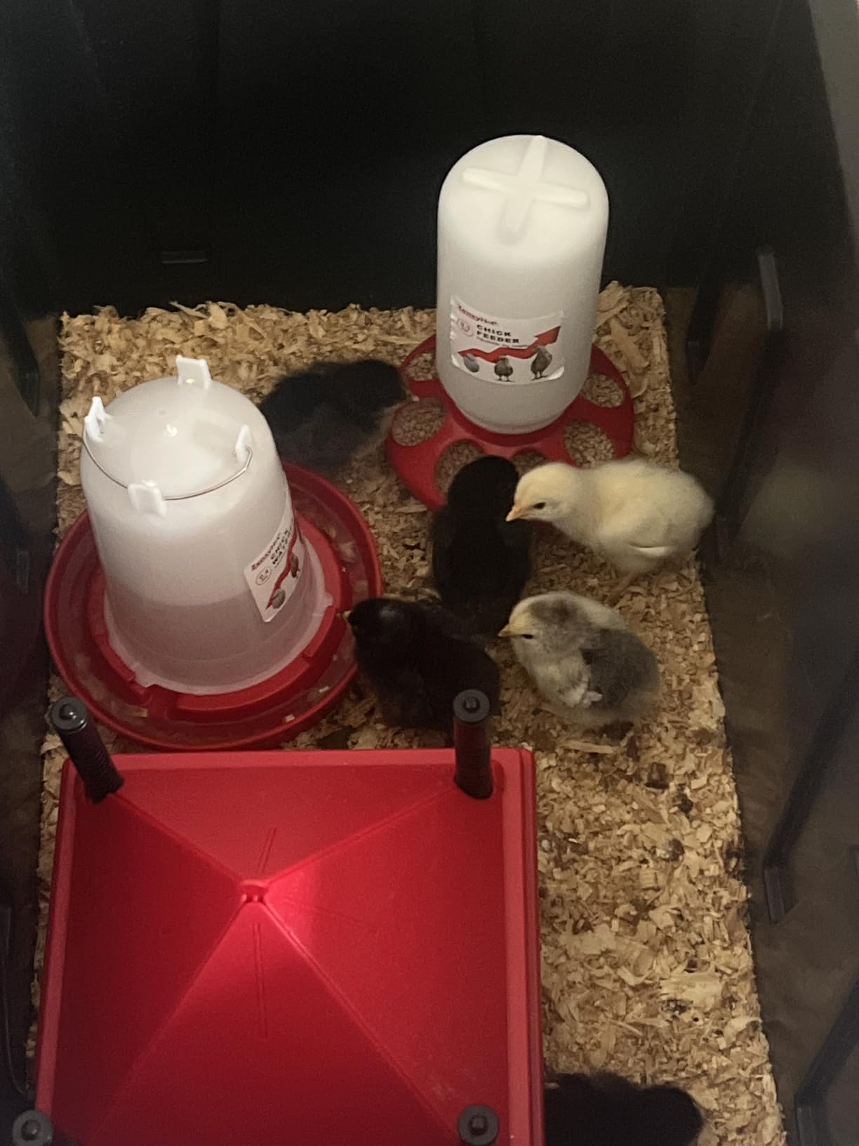 2-in-1 Chick Starter Set: 0.3 Gal Feeder & 0.4 Gal Waterer Red customer photo 1