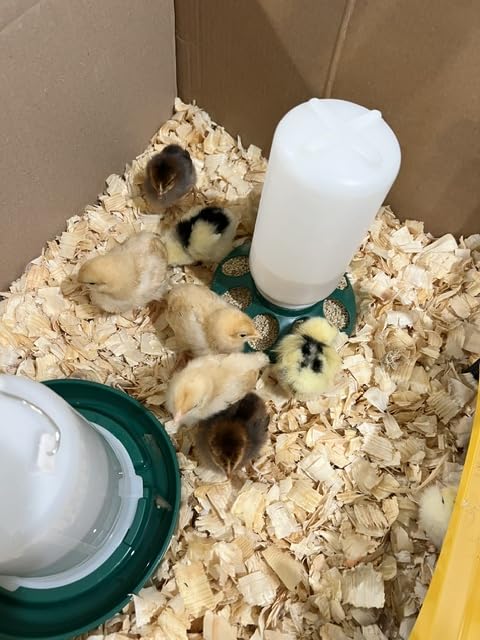 2-in-1 Chick Starter Set: 0.3 Gal Feeder & 0.4 Gal Waterer Red customer photo 2