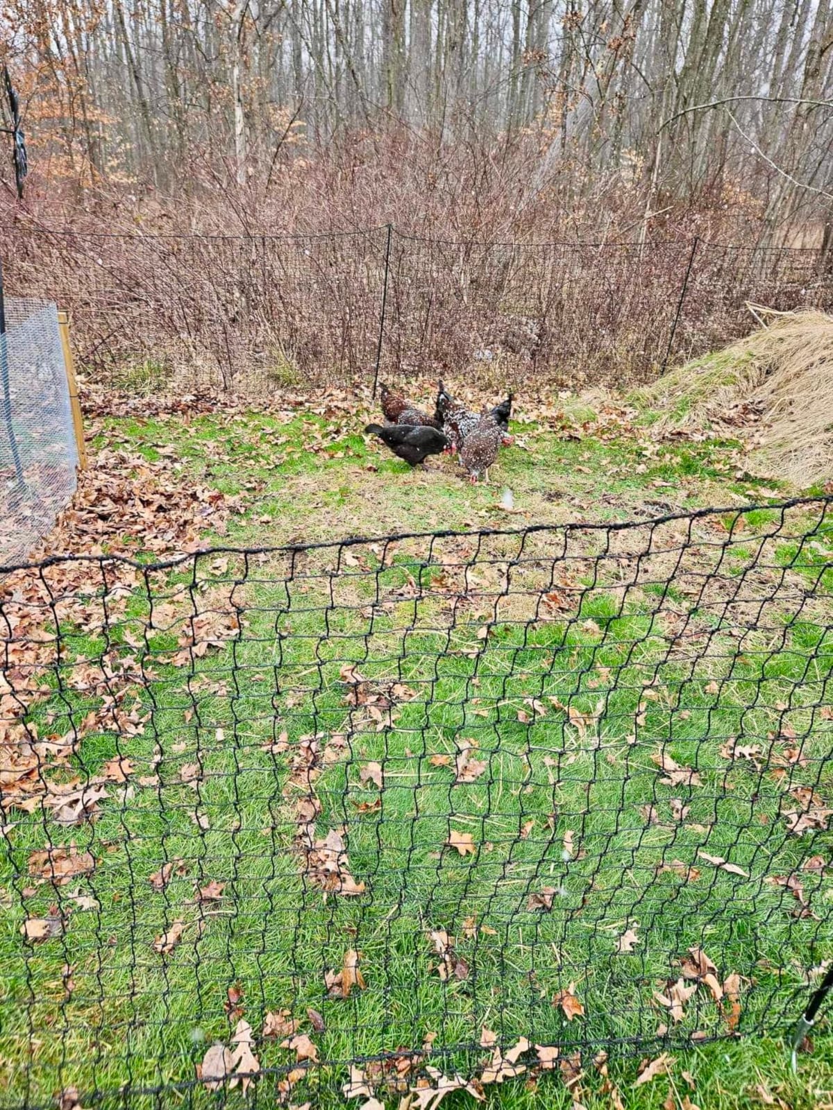 RentACoop Non-Electric Chicken Fence Netting, 48